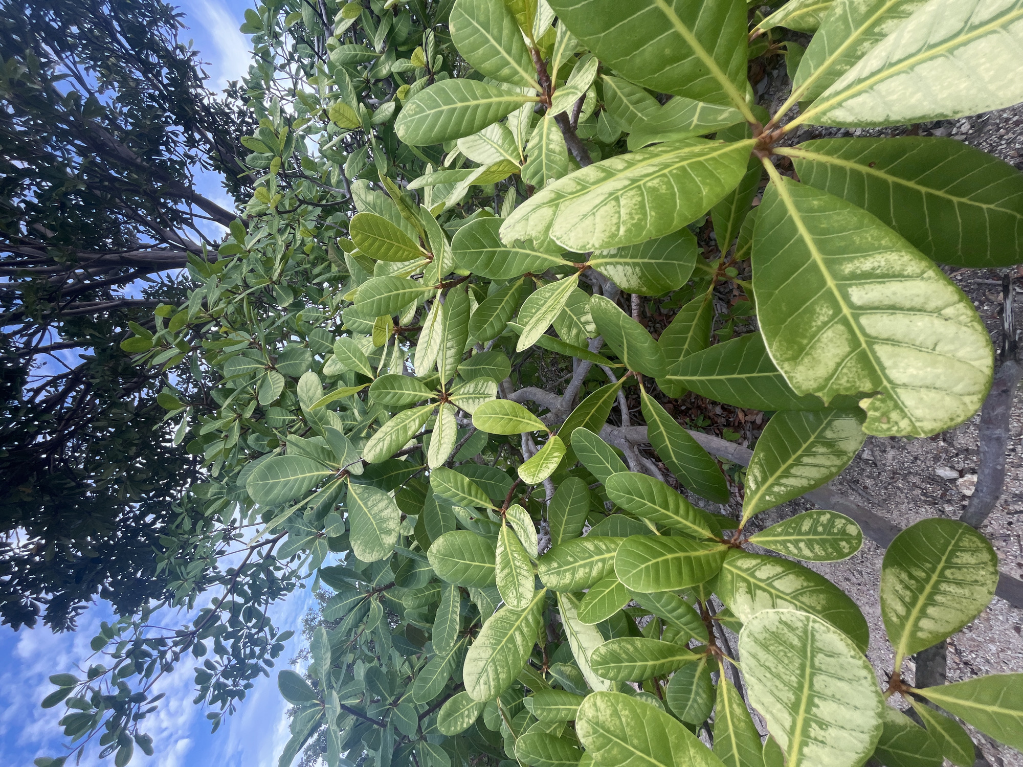 The image shows a close-up view of a tree with vibrant green, oval-shaped leaves, some of which exhibit variegation with lighter green or yellowish patches. The leaves are arranged in clusters along reddish-brown stems, with some branches visible. The background reveals a bright blue sky with scattered white clouds and the dark silhouette of more dense foliage from the upper part of the tree or another tree. The ground beneath the tree appears to be covered with sand and small pebbles. The scene is outdoors, and given the context of ตำบลเกาะพะงัน, Thailand, it is likely a tropical environment. There are no people or visible animals in the image. The lighting suggests it is daytime, possibly late morning or early afternoon.