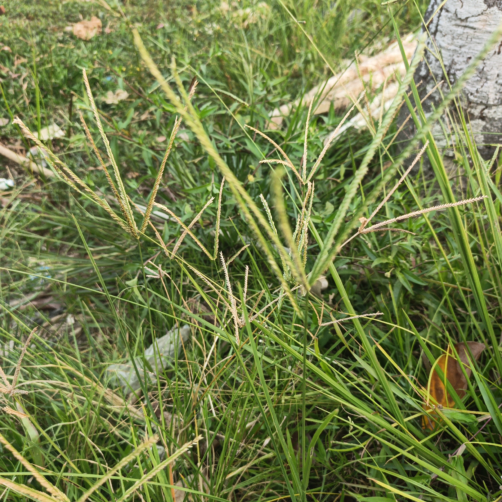 The image depicts a close-up view of a patch of grass and vegetation, with a portion of a tree trunk visible on the right side. Scattered within the grass are dry leaves and some debris. The foreground is dominated by green blades of grass, some with seed heads that are light brown and spiky in appearance. The background consists of more grass and foliage, appearing slightly out of focus, with hints of other natural elements and possibly some man-made debris. The scene appears to be an outdoor natural environment, likely a roadside or a less-maintained area, given the presence of some litter. The overall impression is that of a natural, somewhat unkempt green space.