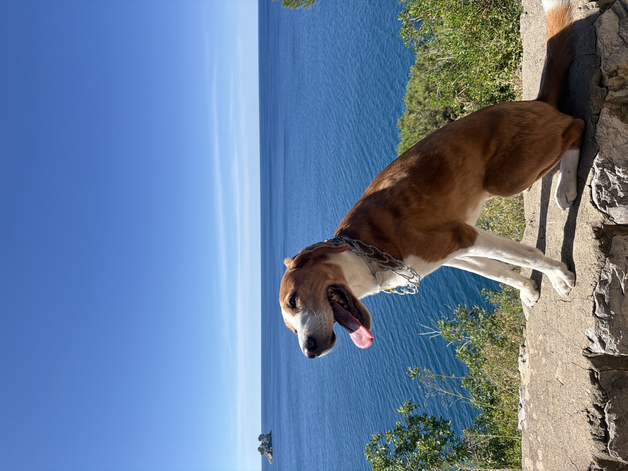 A dog stands on a stone wall overlooking the Adriatic Sea. The dog has brown and white fur and a chain collar. The sea is calm and blue, and the sky is clear. In the distance is a small island. The scene is Mirište, Montenegro.