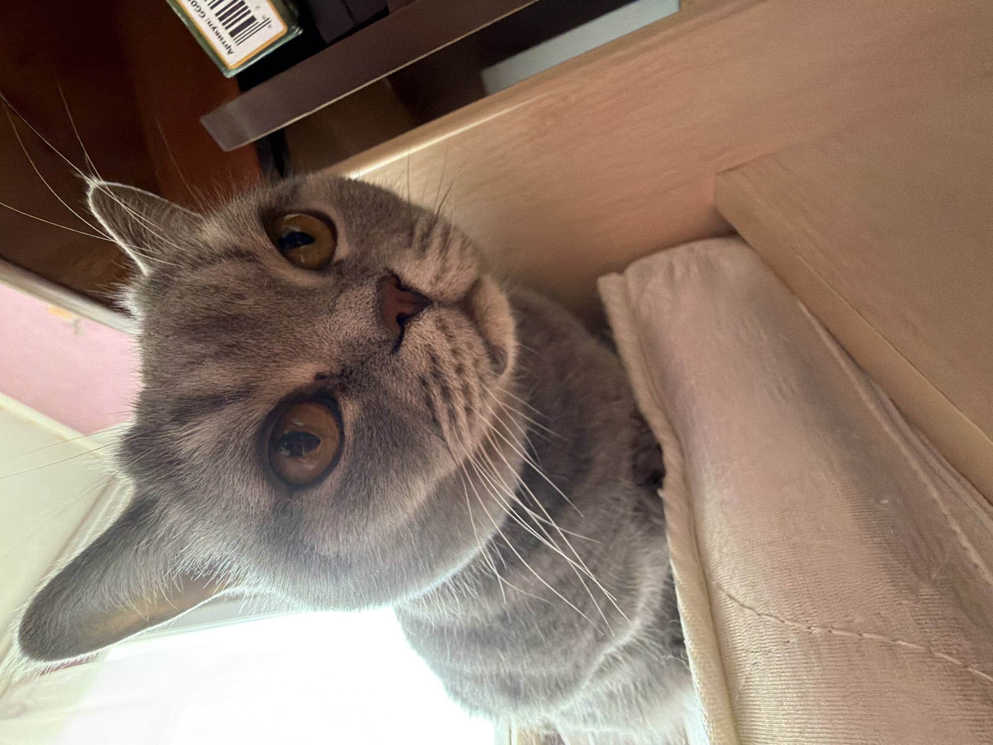 A grey short-haired cat with prominent amber eyes is the central subject of this image, positioned at an unusual angle as if looking up or peeking from a hidden spot. The cat's head is tilted, with its pink nose, long white whiskers, and one ear clearly visible. Its expression appears curious or watchful.
The cat seems to be emerging from behind a light-colored, possibly off-white, fabric or curtain, which is visible on the right side of the image. Above the cat, there is a dark brown wooden surface, possibly the underside of a shelf or piece of furniture. On this surface, a small brown box or container is visible, featuring a white barcode and partially legible text "АРТИКУЛ: GG0".
The background on the left and below the cat is brightly lit, suggesting natural light from a window or an artificial light source, illuminating the cat's fur and whiskers. The setting is indoors, implying a home environment. The time of day appears to be daytime due to the bright ambient light.
The image perspective is from below, looking up at the cat. The external location context provided is Perm, Russia.