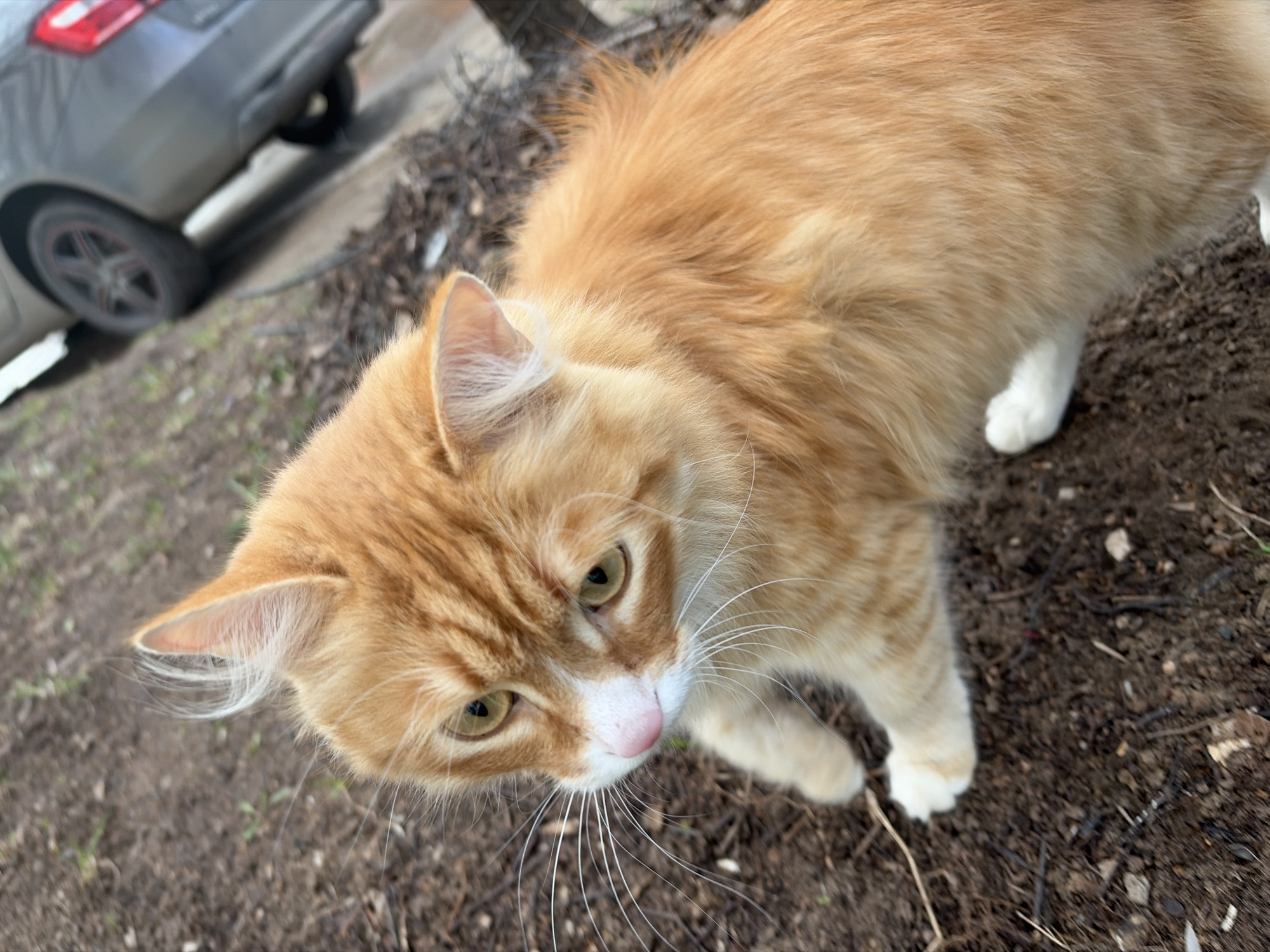An orange and white cat is the central subject of the image, captured from an elevated perspective looking down at the animal. The cat is medium-haired and appears to be a tabby mix, with distinct darker orange stripes on its forehead and face. It has bright, light green or yellow eyes, a small pink nose, and prominent long white whiskers that fan out from its muzzle. Its chin and paws are white, contrasting with its otherwise ginger fur. The cat is looking directly up towards the camera with an alert and curious expression.
The setting appears to be outdoors, likely on an unpaved area or a patch of bare ground. The ground is covered in dry, dark brown earth with some scattered small twigs and dry plant debris, suggesting a natural or unmaintained environment. In the blurred background, the rear section of a dark grey car is visible, parked on what looks like a street or driveway. The car's tail light and a wheel with black and red spokes are discernable.
The lighting suggests it is daytime, with soft, diffused light, as there are no strong shadows present. There is no visible text in the image. The overall impression is that of an outdoor encounter with a friendly or curious cat.
