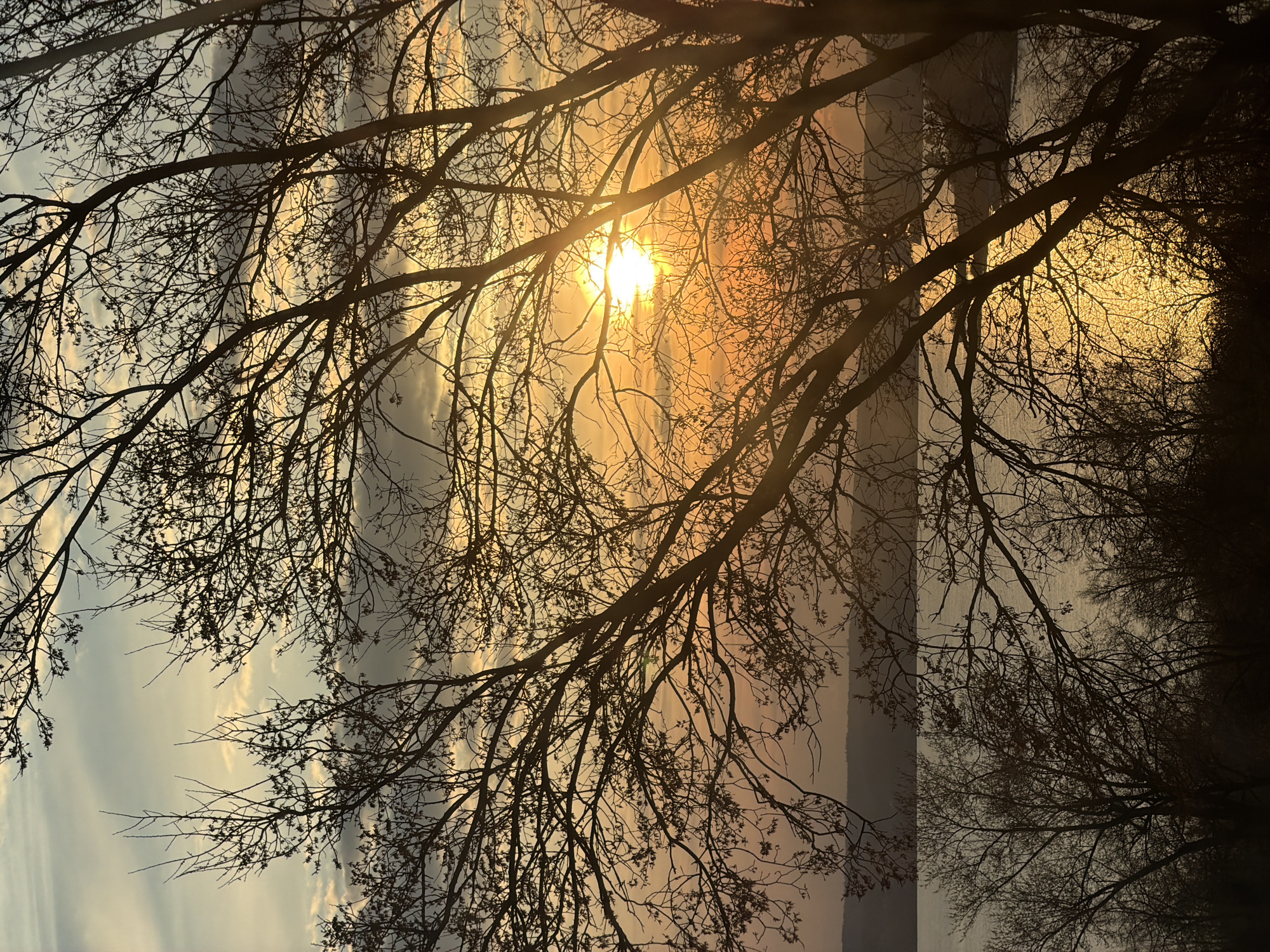 The media file displays a serene natural scene at either sunrise or sunset, characterized by dramatic backlighting and silhouetted tree branches. The overall impression is one of peacefulness and natural beauty.
In the foreground, a dense network of bare tree branches, devoid of leaves, stretches across the frame. These branches are rendered in dark silhouette against the bright sky, creating intricate patterns and texture. They appear to belong to a large, mature tree, with several thick main branches and numerous delicate smaller twigs reaching upwards and outwards.
The sun is a prominent feature, positioned in the upper-left quadrant (if viewed in landscape orientation) and partially obscured by the branches, causing a bright lens flare. It casts an intense golden and orange glow across a significant portion of the sky, creating warm and vibrant hues. Away from the sun, the sky transitions into lighter blues, greys, and pale yellows, with scattered, wispy clouds adding subtle detail.
Below the horizon line, a calm body of water, likely a lake or wide river, stretches into the distance. This water reflects some of the sky's soft colors, appearing as a muted grey-blue with hints of orange. A dark, indistinct landmass or distant shore is visible across the water, further emphasizing the tranquil natural setting. The lighting suggests late autumn, winter, or early spring due to the bare trees.
There are no people, objects of human origin (besides potentially the distant shore), or visible text in the image. The scene evokes a sense of tranquility and the beauty of natural light at the beginning or end of the day, located in Izhevsk, Russia.