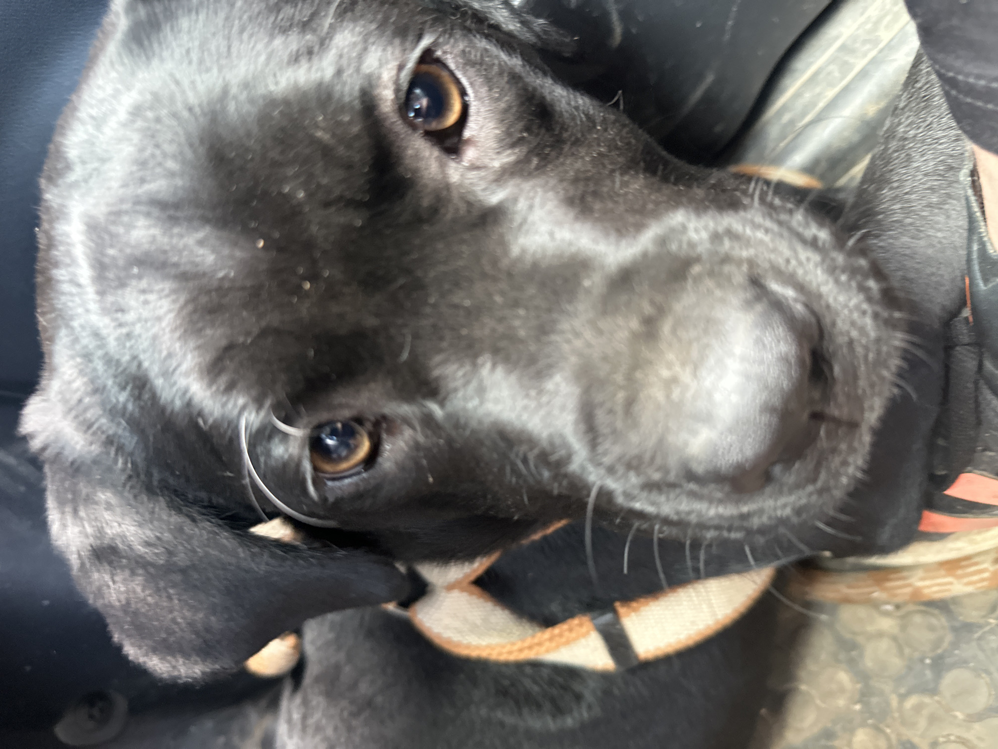A close-up, low-angle view of a black Labrador Retriever dog. The dog is wearing a brown and black collar. The dog's eyes are brown. The environment appears to be indoors. No indication of the city of Montana, Bulgaria.