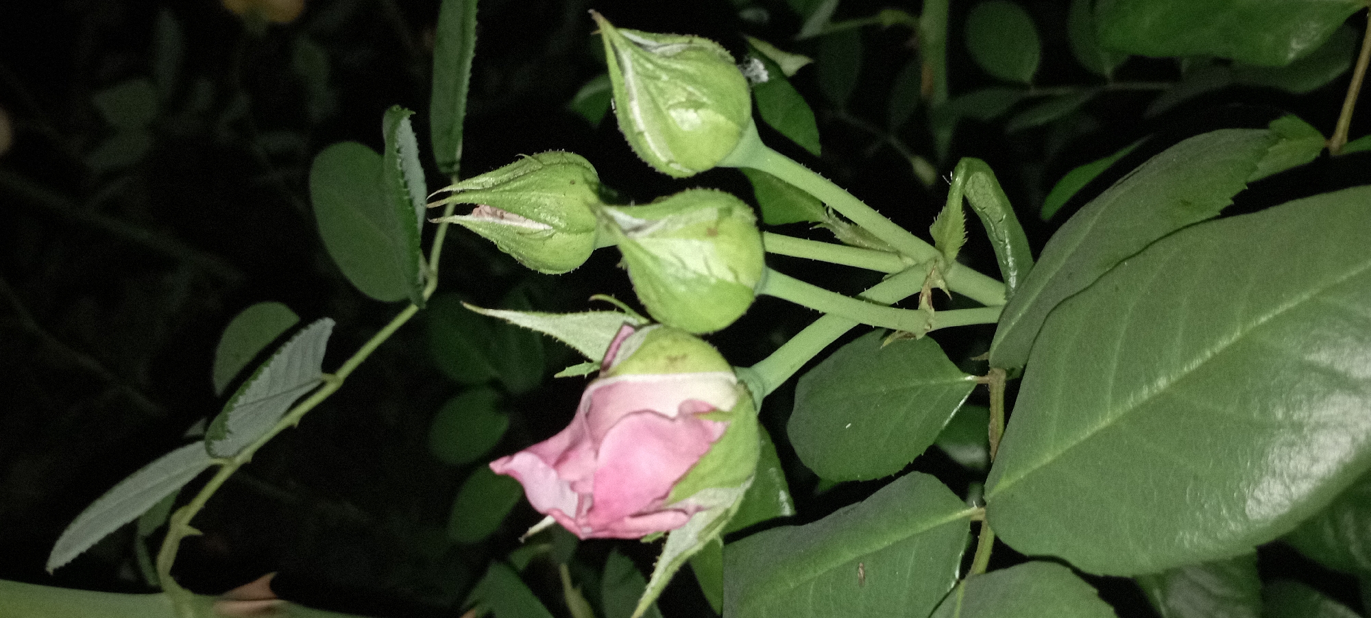 A close-up, low-angle shot features a cluster of rose buds on a dark, out-of-focus background. One rose bud, partially opened, displays delicate pink petals, while three other buds remain tightly closed and are a light green color. All the buds are supported by a central green stem, which is surrounded by dark green leaves. The image appears to be taken in Radisne, Ukraine, likely in a garden setting at night due to the darkness of the background.