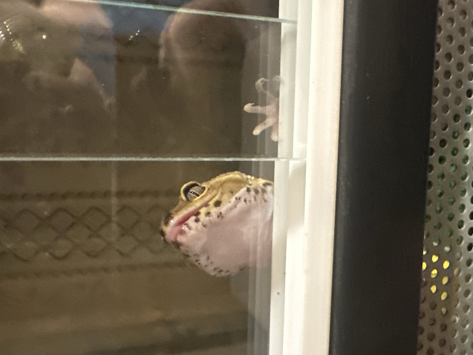 An upward-angled, medium close-up photograph captures a leopard gecko (Eublepharis macularius) inside a transparent enclosure, likely glass. The gecko's head and neck are visible above a horizontal white partition. Its head is oriented slightly upwards and to the left, revealing a light tan body with dark spots, a prominent eye with a vertical pupil, and a pinkish-white underside to its chin and throat. Its mouth is slightly agape. To the right, through the transparent barrier, one of the gecko's front feet, with splayed digits, is visible. The background behind the gecko's head within the enclosure appears as a blurred, textured brown surface. Reflections on the transparent surface to the right of the gecko reveal a blurred human figure, including parts of an arm and torso in a blue garment, suggesting an observer nearby. Below the white partition and transparent sections, a dark horizontal band is present, beneath which a metallic, perforated grate with circular holes reveals blurred yellow and green elements underneath. The image provides no visual information to determine its location within Moscow, Russia, or any other specific geographic area.