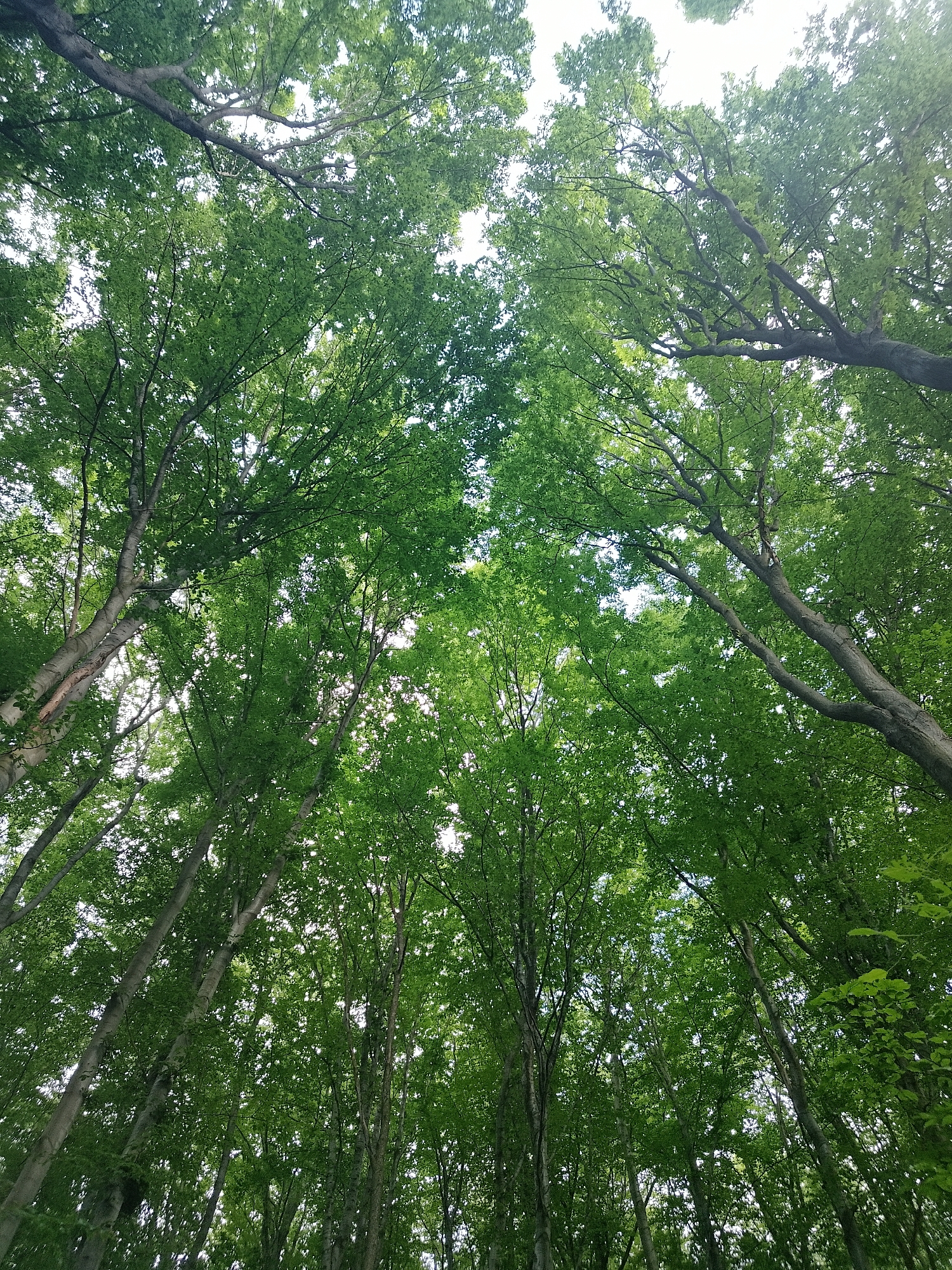 The image shows a canopy of lush green trees viewed from below, looking up towards the sky. The trees are tall and densely packed, with their branches and leaves creating a rich, green ceiling. Sunlight filters through the leaves, creating dappled light and highlights. The trunks of the trees are visible in varying shades of grey and brown, some appearing smooth and light-colored, others darker and rougher. The overall impression is one of a vibrant forest or park. Without additional information or context, it is not possible to determine the specific location in the city of Sofia, Bulgaria. There are no people, animals, or man-made objects visible in the image. The environment is purely natural.