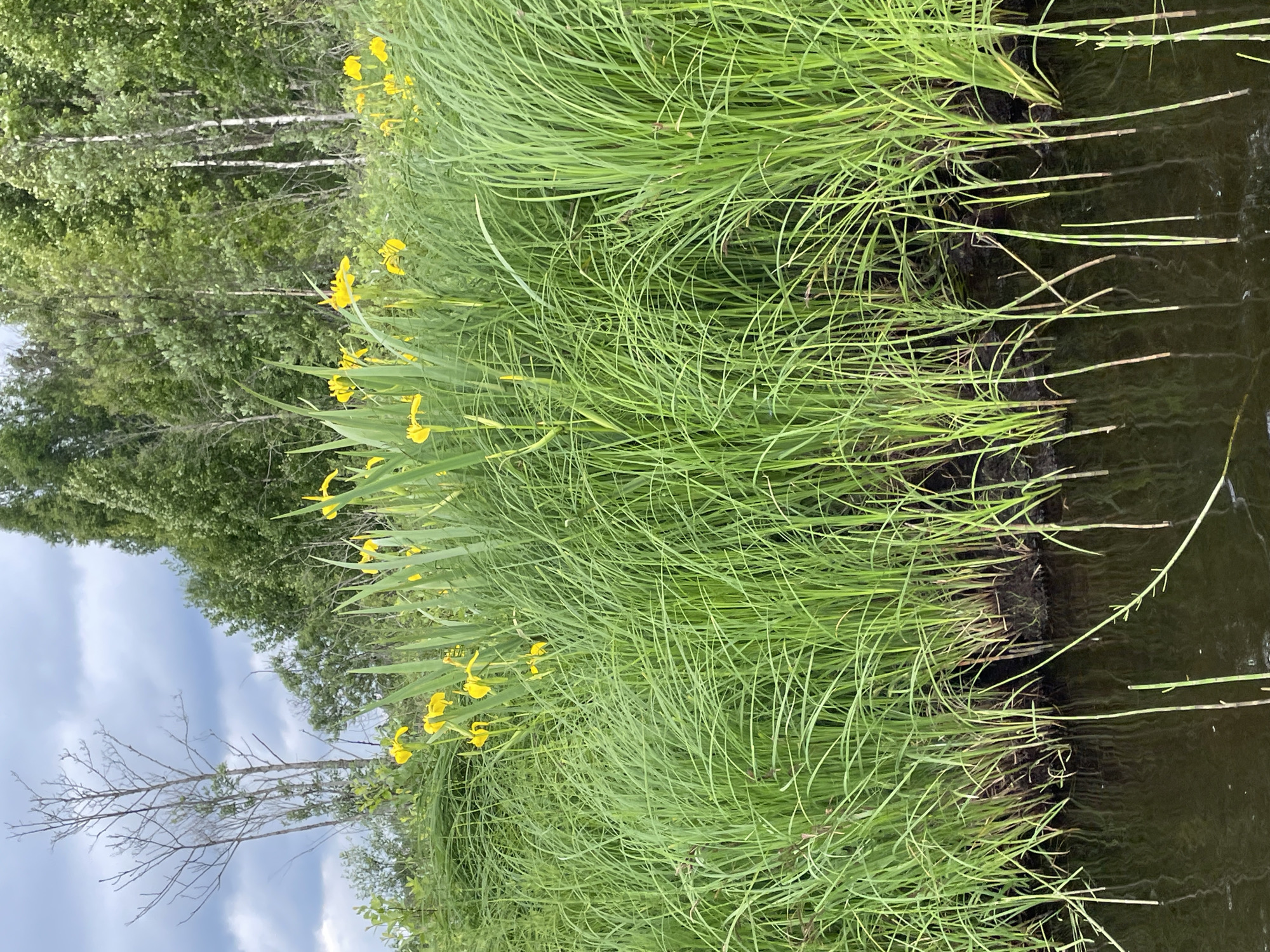 The image depicts a natural scene with a focus on a body of water and lush green vegetation. In the foreground, dark, still water reflects the surrounding foliage. Emerging from the water are thin, green reeds and some submerged plant matter. The bank of the water is densely covered with tall, vibrant green grass that appears somewhat windswept, with some of the blades bending over the water's edge. Interspersed within the grass are several bright yellow flowers, likely irises, with their petals reaching upwards. Behind the tall grass and flowers, a dense forest of deciduous trees with varying shades of green foliage forms a backdrop. The sky above is overcast with dramatic, grey clouds, suggesting a humid or pre-rainy atmosphere. In the upper left portion of the image, a stark, bare tree trunk with thin branches stands out against the cloudy sky, contrasting with the vibrant life surrounding it. There are no people or animals visible in the image. The overall impression is a serene, wild wetland environment. The location in Roshchino, Russia, suggests a temperate climate, consistent with the depicted flora and weather conditions.
