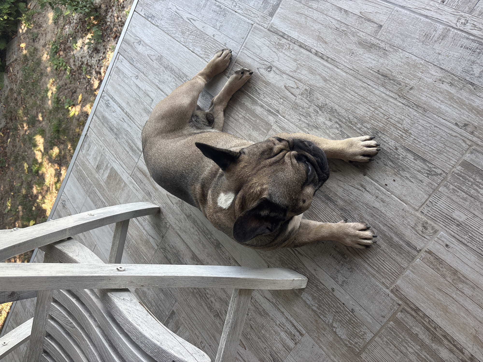 A fawn-colored French Bulldog with a white patch on its back lies on a grey, wood-plank tiled porch. The dog is positioned to the right of a light grey, wooden chair. The dog's head is turned to the left, with its eyes closed or looking down. Shadows from trees are cast across the porch and the grassy area beyond. The scene appears to be an outdoor setting, likely a residential area in Marten, Bulgaria, given the context.