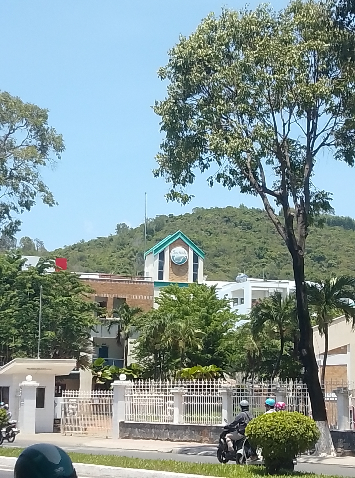This image captures a bright, clear daytime scene in Bac Nha Trang Ward, Vietnam, viewed from a low perspective, possibly from a vehicle. The foreground features a paved road with a concrete curb and a central grassy median strip containing a manicured, spherical green bush. A person wearing a dark helmet is partially visible at the bottom left. On the road to the right, a motorcycle is occupied by two individuals; the driver wears a grey helmet and shirt, while the passenger wears a blue helmet and a white top. A pink helmet is partially visible behind the passenger.
Behind the road, a white ornate metal fence with a stone base delineates properties. To the far left, a white gatehouse and a matching gate mark an entrance. The midground features several buildings amidst dense, green foliage. A prominent white building with a distinctive teal-trimmed gable roof is situated slightly right of the center; a circular sign on its facade displays text resembling "Seafoods." To the left of this building, a structure with a reddish-brown brick facade is visible. To the right, another white multi-story building is partially obscured by trees. A tall, dark-barked tree with visible pruning scars stands in the mid-right, its trunk extending upwards, partially obscuring the background. Palm trees and other leafy trees are abundant throughout the scene.
The background is dominated by a large, verdant, densely forested hill. A thin, vertical antenna or flagpole rises from behind the white-teal building. The sky above is a uniform, clear bright blue, with no clouds visible.