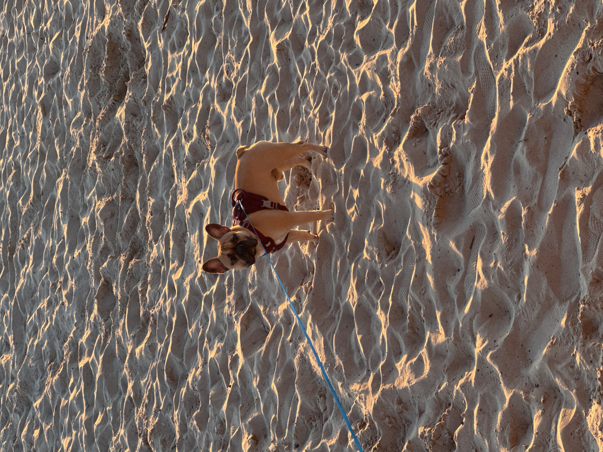 A light brown French bulldog wearing a red harness is standing on a sandy beach, facing the camera. A bright blue leash is attached to the harness and extends to the left of the frame. The sand is textured with ripples and shadows from the low angle of the sun, indicating either sunrise or sunset. The image was taken at Pirita Beach in Tallinn, Estonia.