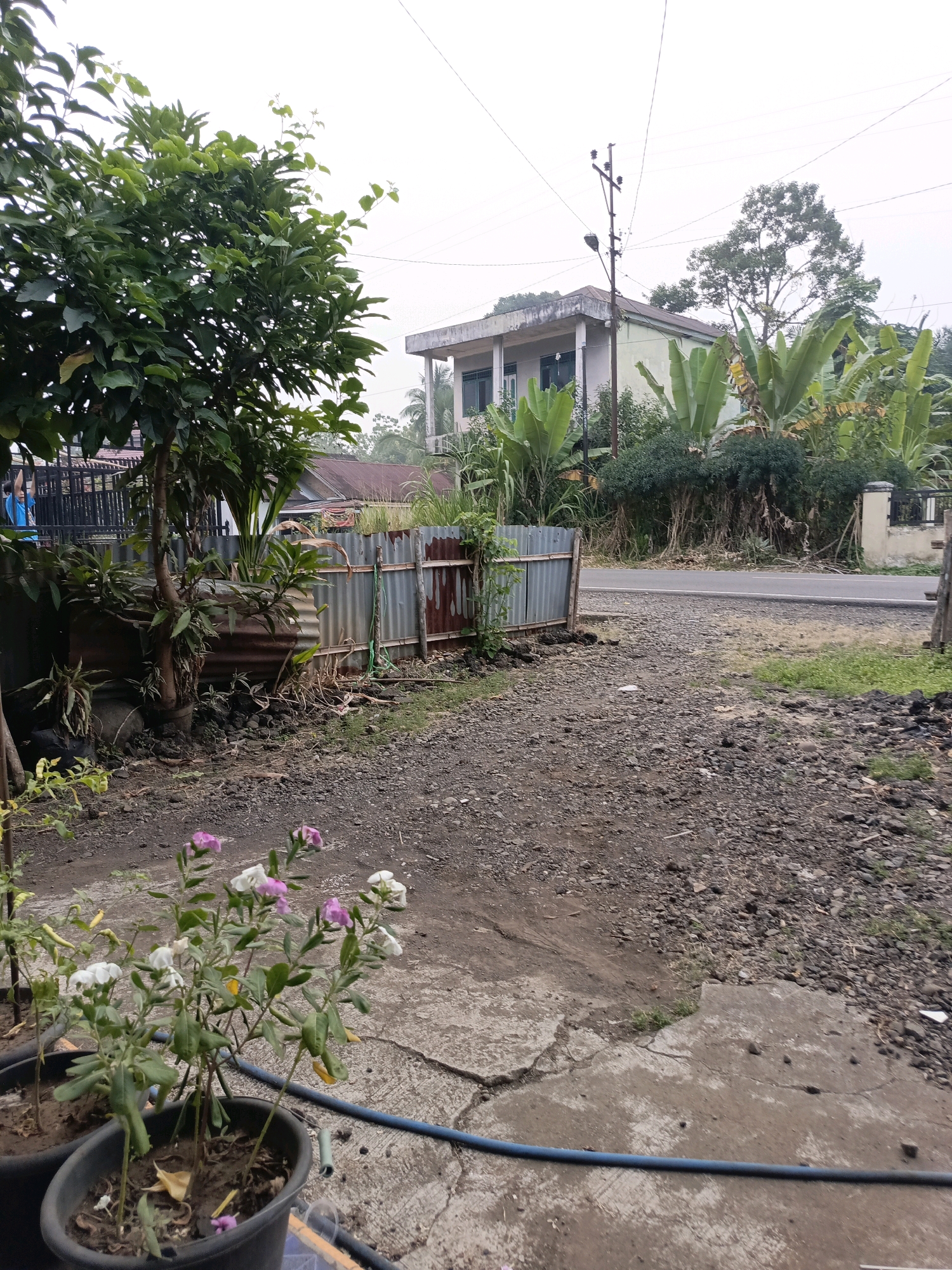 The image depicts an outdoor scene in Ulak Tanding, Indonesia, characterized by a mix of vegetation and man-made structures. In the foreground, two potted plants with small pink and white flowers are visible, placed on a concrete surface. A blue hose lies across the concrete. The ground is covered with gravel and dirt. A corrugated metal fence, partially rusted, runs along the mid-ground, with some vegetation growing around it. Beyond the fence, a paved road is visible, with a building and trees in the background. The building appears to be a two-story structure with a light-colored facade and windows. Banana trees are prominent among the surrounding greenery. Overhead, power lines and a utility pole are present against an overcast sky. A person in a blue shirt can be seen near a fence on the left side of the image. The overall impression is one of a rural or semi-rural residential area.