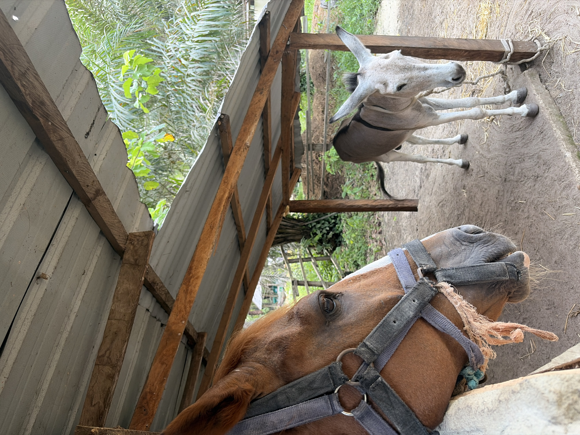 A low-angle shot depicts two equines under a makeshift shelter. In the foreground is a light-brown horse with a dark bridle. Behind the horse is a gray donkey tethered to a wooden post. The structure overhead consists of corrugated metal roofing supported by wooden beams. Outside the shelter, green vegetation is visible. This image was captured in Sangotedo, Nigeria.