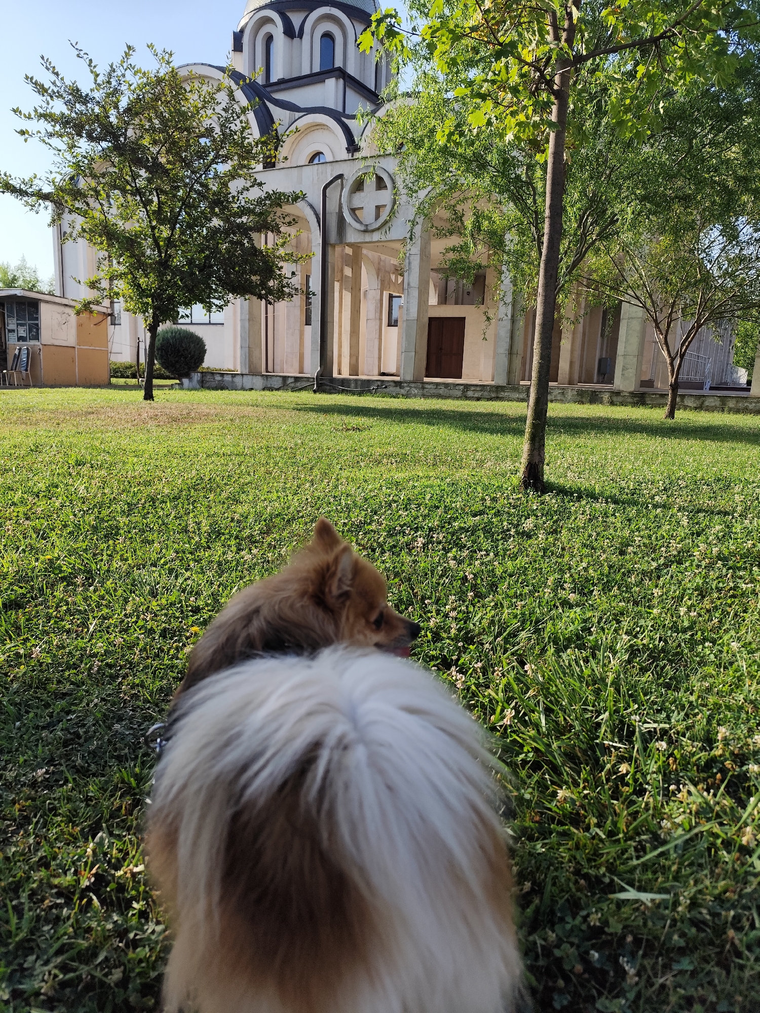 The image shows a small dog with fluffy fur in the foreground, facing away from the camera and to the right. The dog's back and tail are prominently displayed, with the tail being light brown and white. In the background, there is a white church with a domed roof, multiple arched windows, and a colonnaded entrance. The church appears to be located in a park-like setting with a well-maintained green lawn dotted with small white flowers. Several trees are scattered throughout the scene, with one tall, slender tree in the mid-ground. The sky is a clear blue, and the lighting suggests it is daytime, likely morning or late afternoon due to the long shadows. The overall impression is a peaceful outdoor scene with a religious building and a dog enjoying the outdoors. Based on the architectural style and the presence of Orthodox Christian symbols like the cross visible on the church facade, this is likely an Orthodox church. Without further information, it is not possible to definitively identify the specific location within Montana, Bulgaria.