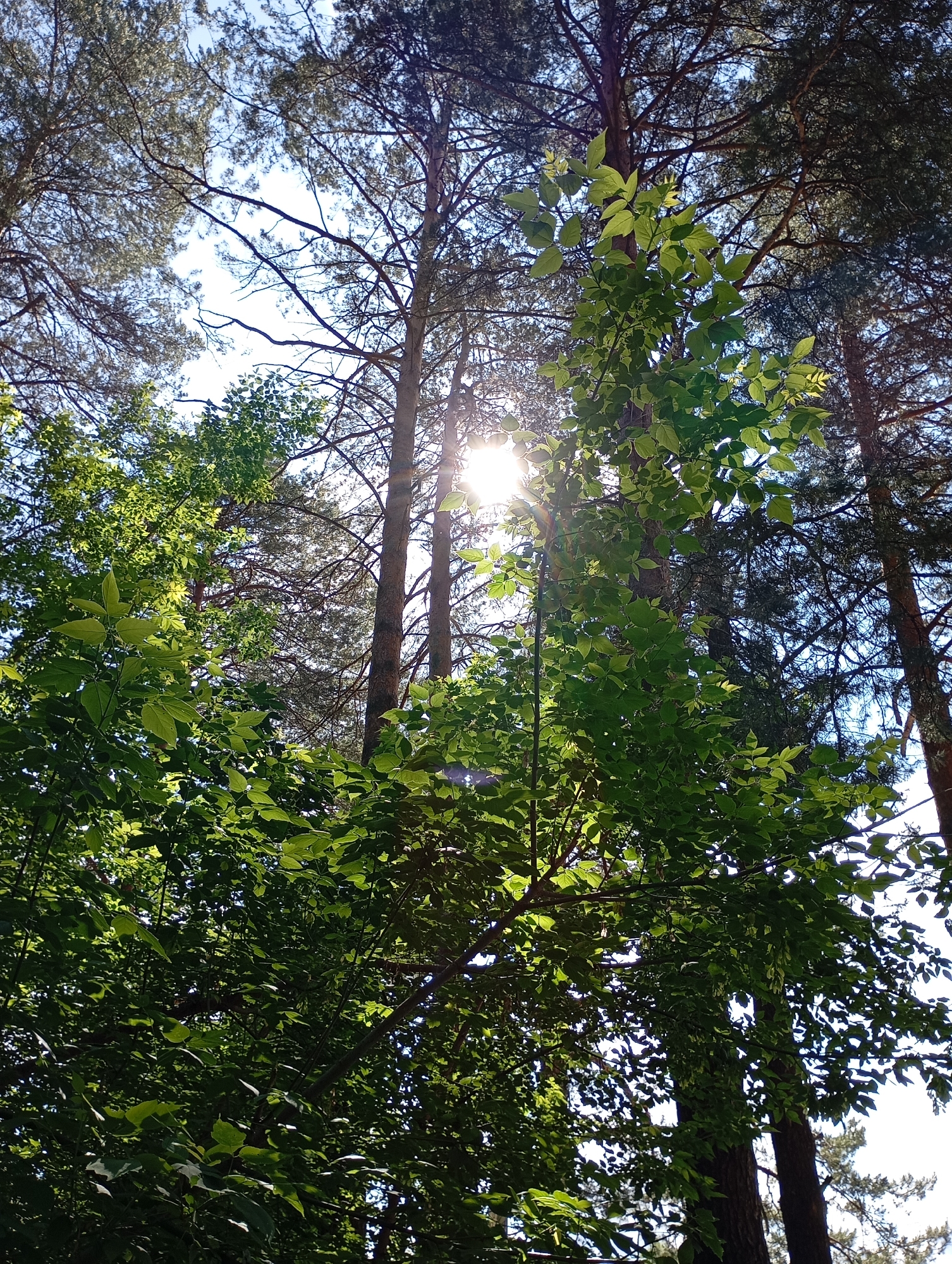 The image depicts a view upwards into a forest canopy in Chaikovsky, Russia. The bright sun is visible through the branches, creating lens flare. Taller coniferous trees are interspersed with deciduous trees with green leaves. The sky is visible between the branches, appearing blue in sections. There are no people visible in the photograph.