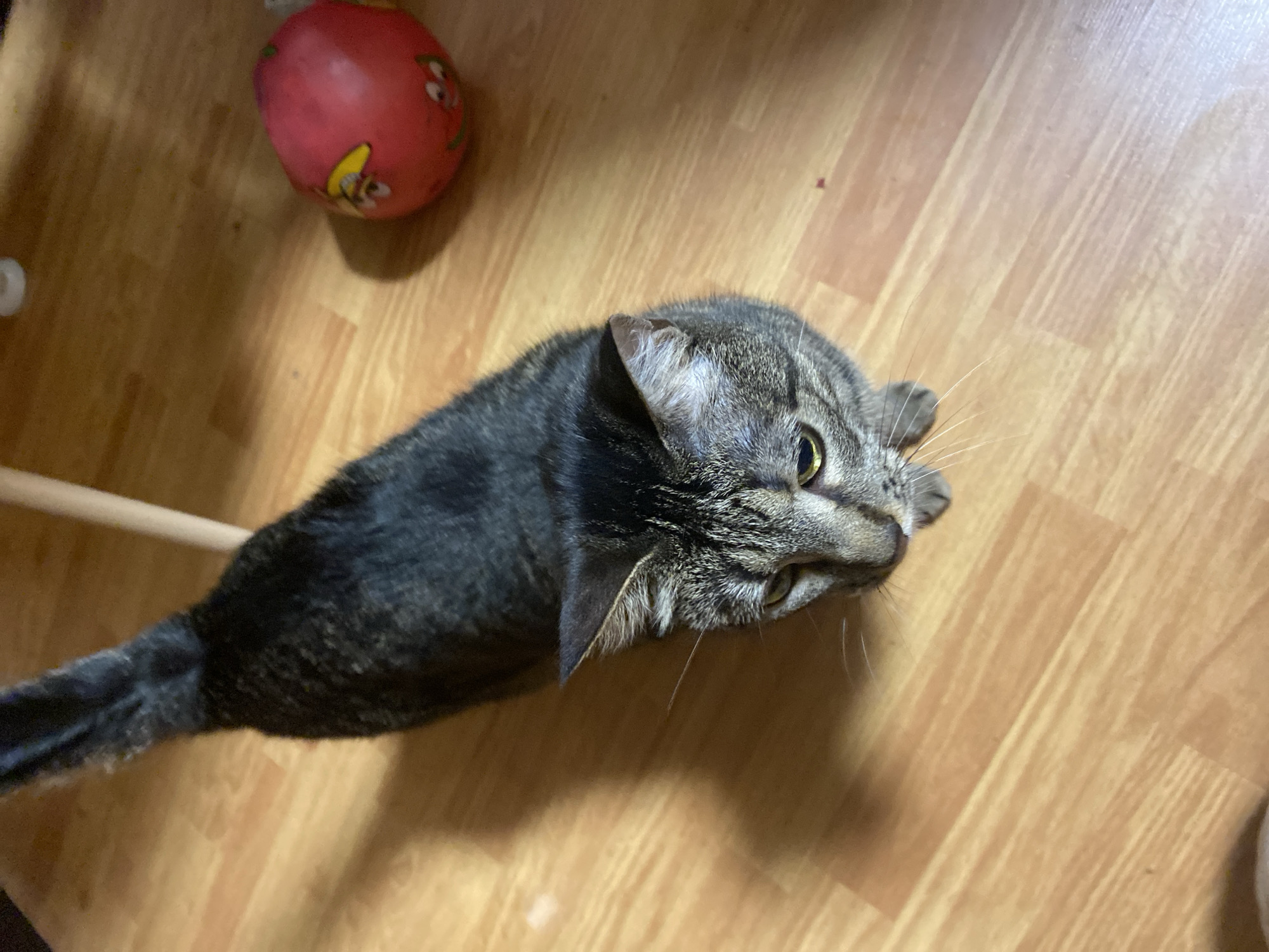 An overhead shot shows a tabby cat sitting on a wooden floor. The cat is looking up and to the right, with its tail extended upwards. To the right of the cat is a red ball with a cartoon face on it. The floor is light brown and appears to be made of wood planks. The lighting in the room is dim, casting a shadow from the cat onto the floor. There is a light-colored leg of a piece of furniture visible behind the cat.