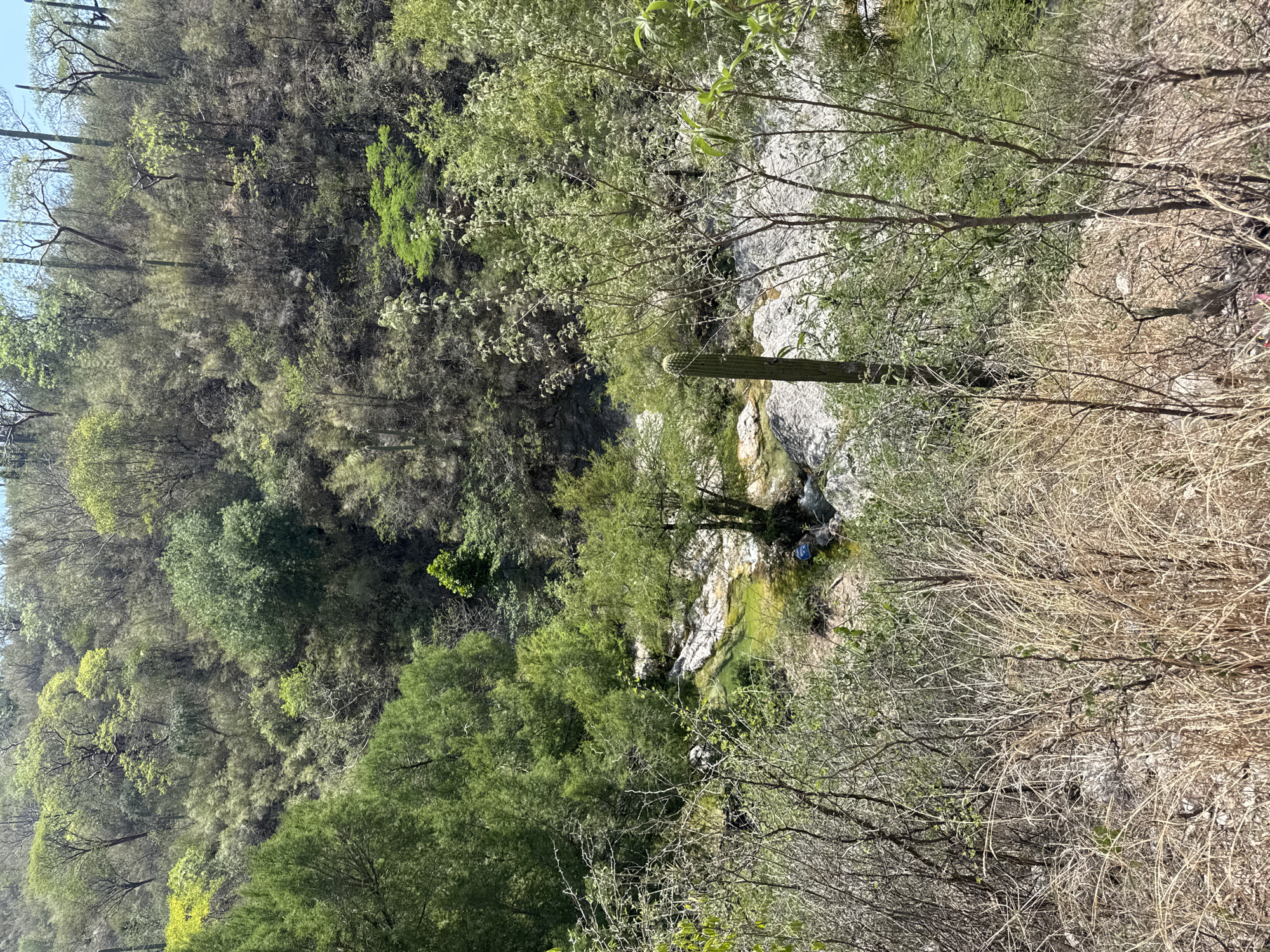 An outdoor, daytime shot taken in a valley with a seasonal river. The vegetation is lush green on the left and transitioning to dry and brown on the right, indicating a shift in water availability. A tall Saguaro cactus is visible among the trees. There is a flowing creek, with evidence of moss and algae growth on rocks. Two people are seen sitting by the edge of the creek. They appear to be interacting. The river is surrounded by gray rocks. The exact location is San Miguel Atlapulco, Mexico.