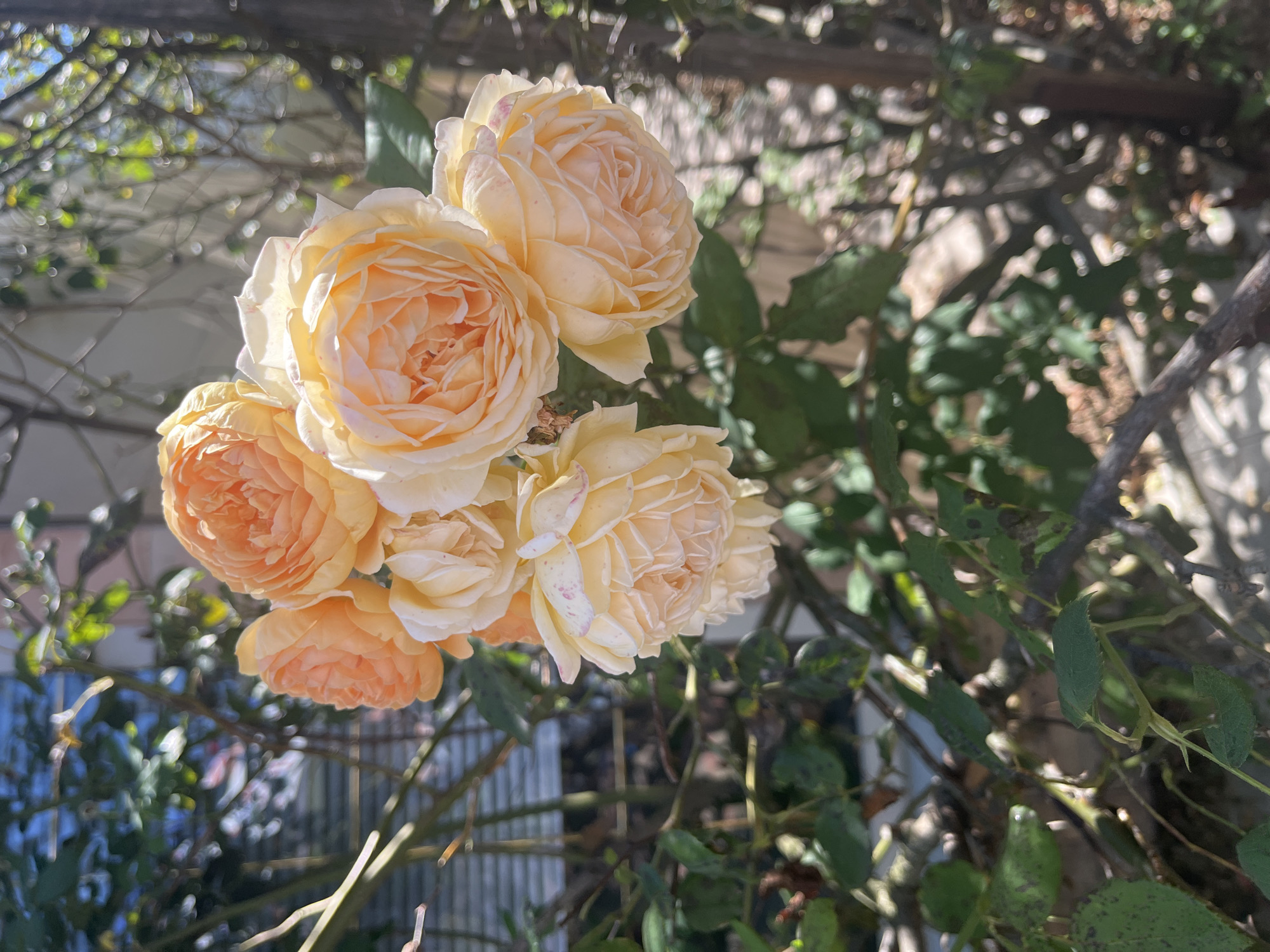 A cluster of pale peach and apricot roses is blooming on a rose bush in Dzhubga, Russia. The roses are full-bloomed with many delicate petals, some showing faint pink speckles. The bush has green leaves and thorny branches, intertwined with a thin vertical wooden post. In the background, out of focus, is a building with horizontal siding and some foliage. The scene is bathed in sunlight, casting dappled shadows and creating a soft, bokeh effect in the background.