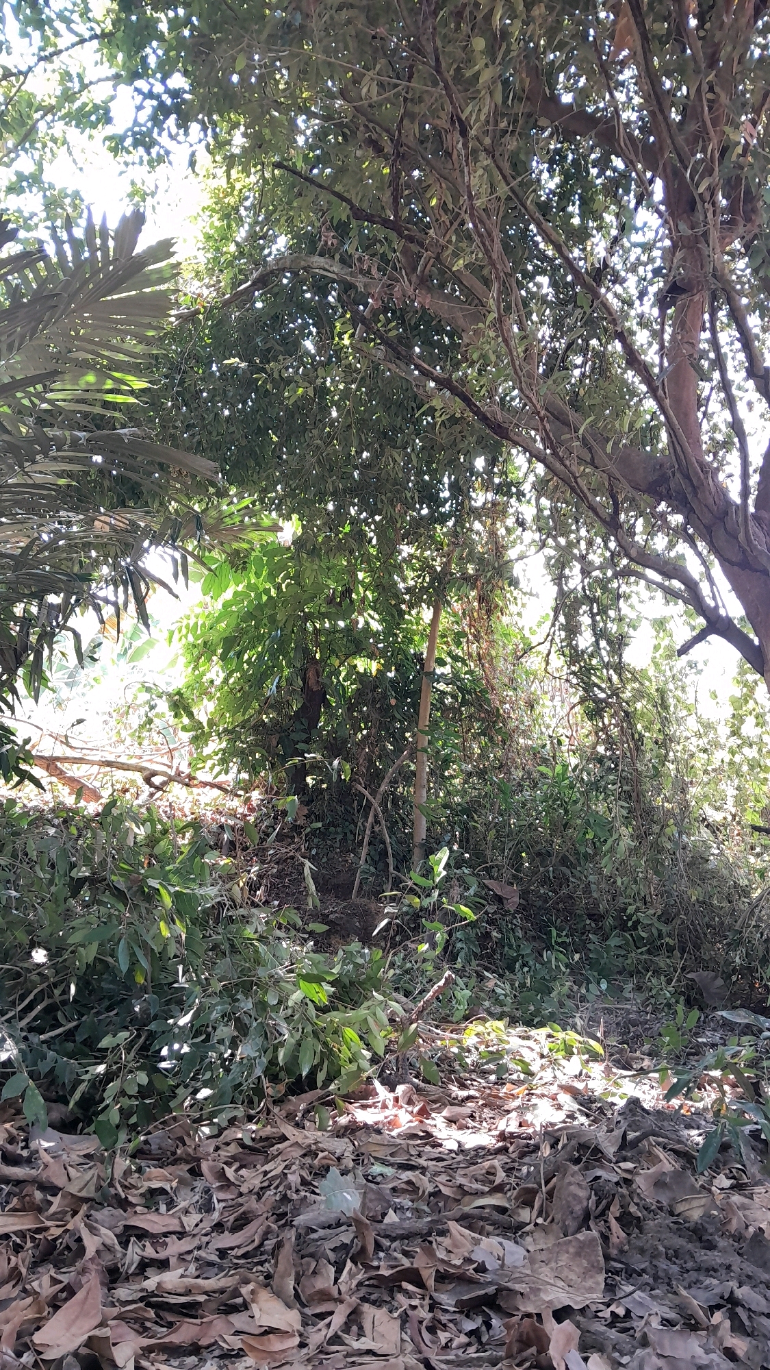 The image depicts a natural scene with dense foliage and fallen leaves. In the foreground, a thick layer of dry, brown leaves covers the ground. Beyond the leaves, there is an abundance of green vegetation, including trees and shrubs, with branches and leaves creating a canopy. Sunlight filters through the leaves, casting dappled shadows on the ground and illuminating parts of the vegetation. In the middle ground, a tall, slender wooden pole stands upright amidst the greenery. The overall impression is of an unkempt, natural area, possibly a garden or a forest edge. The image is from Ngraho, Indonesia, suggesting a tropical or subtropical environment.