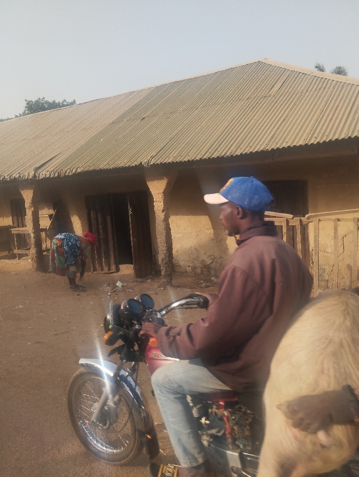 A man on a motorcycle wears a blue baseball cap, jeans, and a brown long-sleeve shirt. He sits sideways on the bike, facing right, and is located on a dirt road. Behind him, partially visible, is a light-colored pig. In the background is a long, low building with a corrugated metal roof and several dark doorways. Another person bends over near the building. The scene appears to be a rural or village setting.