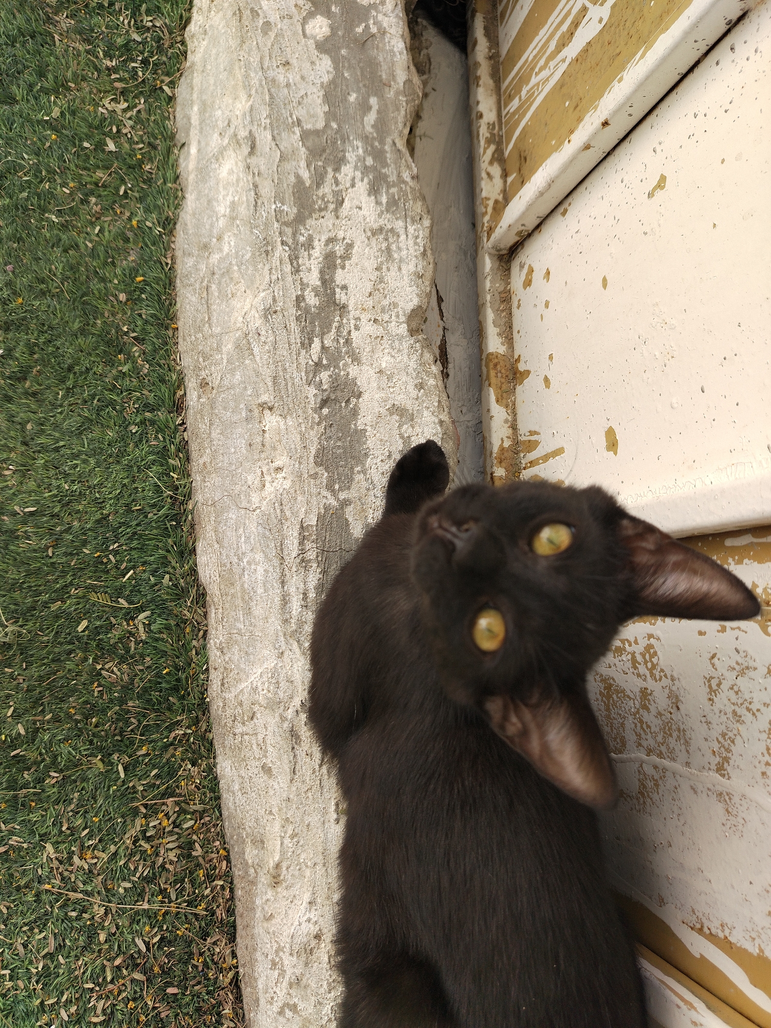 A close-up, slightly angled shot shows a black cat next to a concrete curb and a painted surface. The left edge of the frame features green grass with scattered dry leaves and yellow flowers. Adjacent to the grass is a light gray concrete curb, its surface textured and uneven. To the right of the curb is a painted surface, primarily off-white with accents of yellow. The black cat is positioned between the curb and the painted surface, looking upwards towards the camera. The cat has bright yellow eyes and its head is tilted. The environment includes grass, concrete, and a painted surface. The image was taken outdoors during daylight. Specific location within Al Mas'oudi, United Arab Emirates cannot be determined.