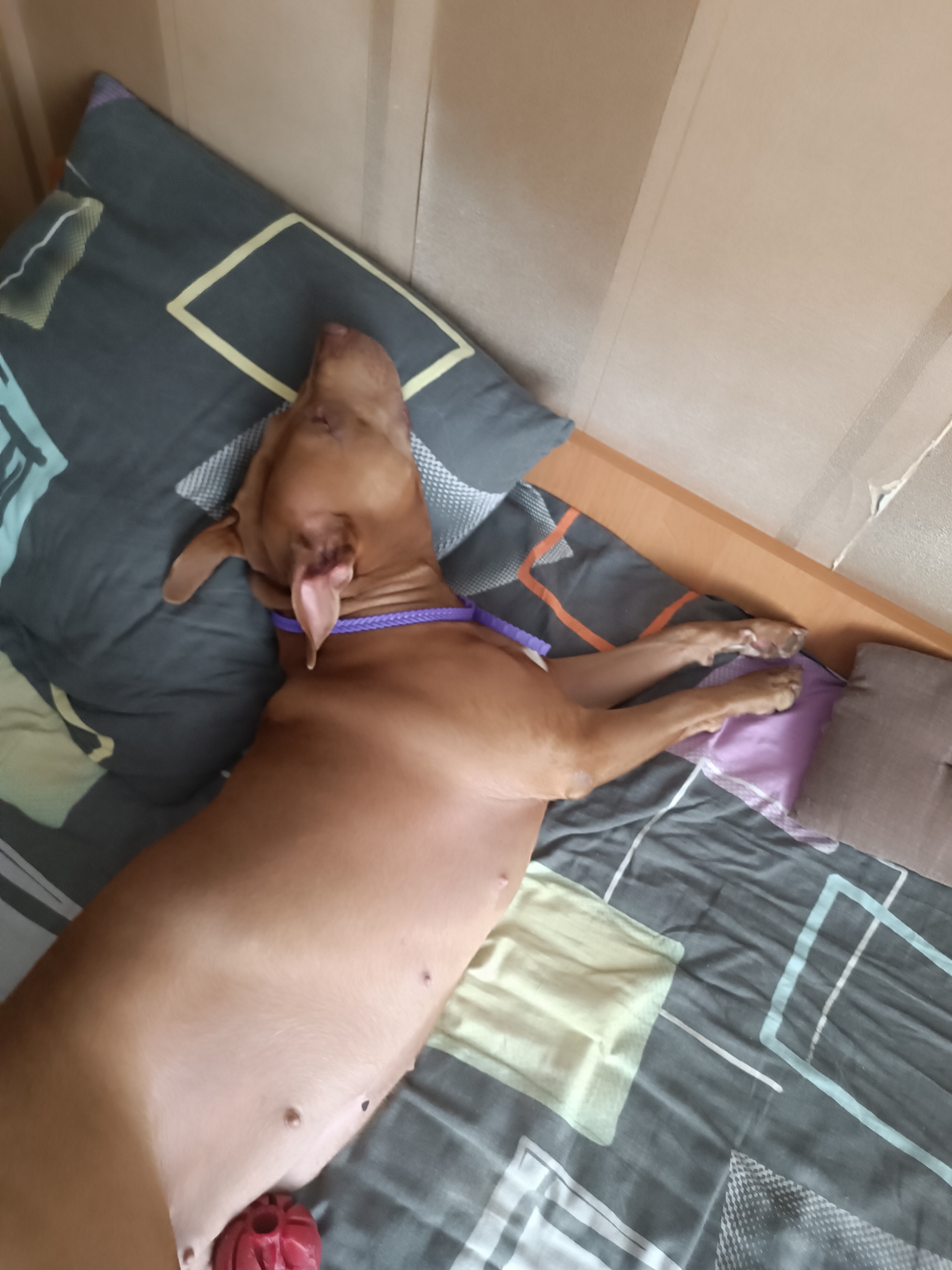 A brown dog is sleeping on a bed with patterned sheets. The dog is lying on its back with its legs extended. A purple collar is around the dog's neck. A red chew toy is partially visible near the dog's rear. The background consists of a wall and a wooden headboard.
