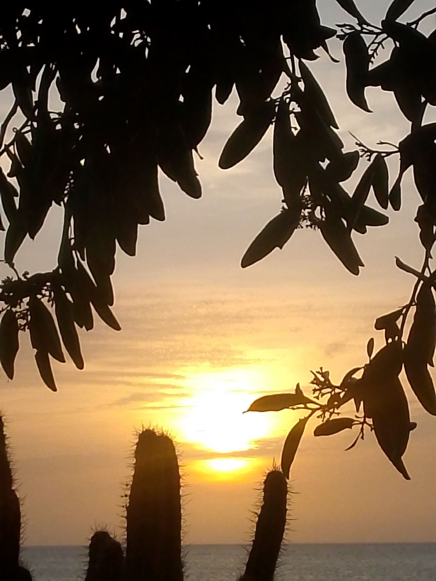 The image depicts a sunset in Juan Griego, Venezuela. Silhouetted leaves from trees frame the top of the image, while cacti are silhouetted at the bottom. The sun is setting over a body of water, presumably the Caribbean Sea. The sky is a gradient of orange, yellow, and white.