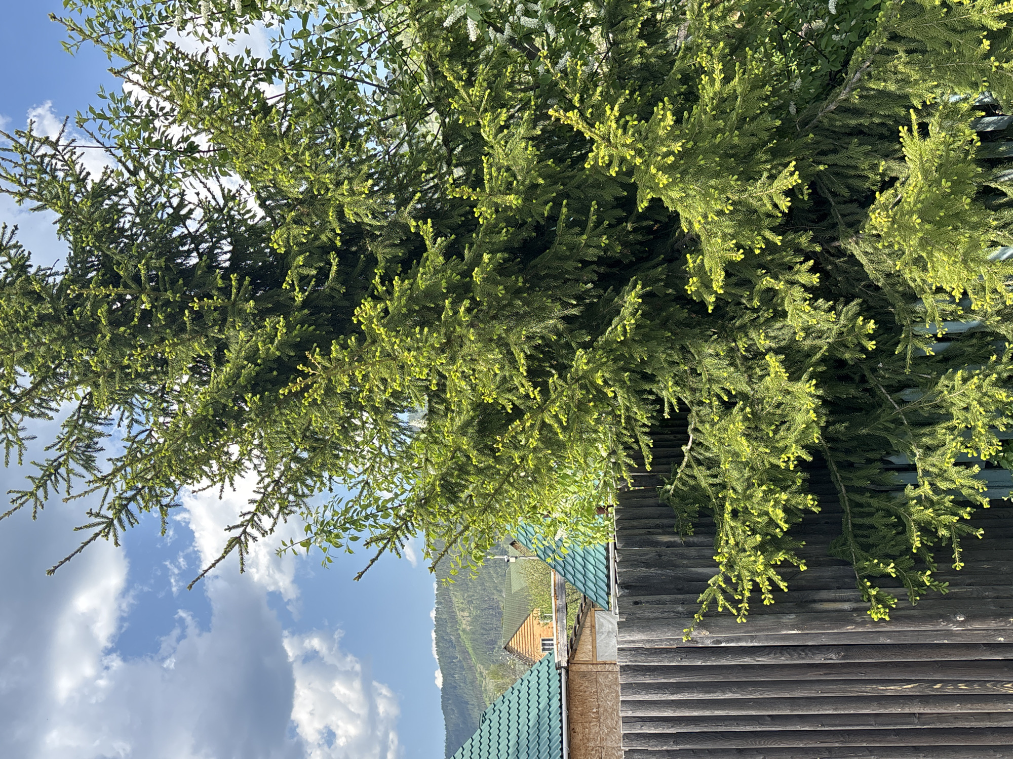 The image captures a scene in Овсянка, Russia, featuring a verdant fir tree dominating the foreground. The tree's branches extend towards the right, obscuring a weathered, dark-stained wooden structure. Below the tree, glimpses of roofs with green tiles are visible, indicating residential buildings. In the distance, a verdant mountain range provides a scenic backdrop. The sky, partly obscured by the tree, shows a bright blue with fluffy white clouds. The lighting suggests a sunny day.