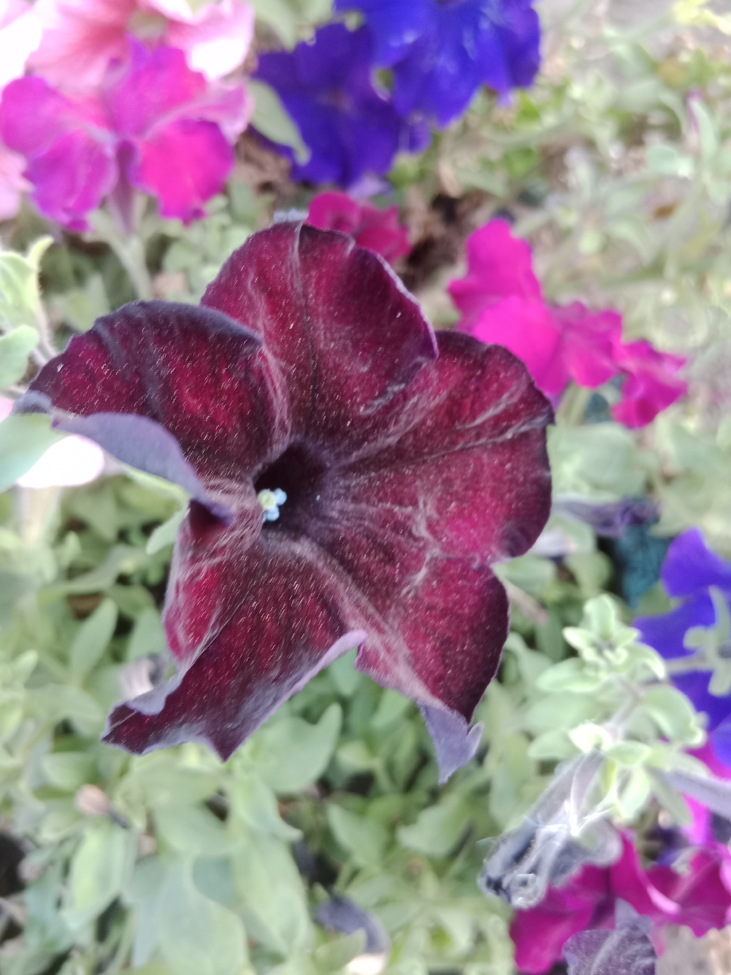 The image shows a close-up of several petunia flowers in various shades of purple, pink, and magenta. The central focus is a deep burgundy petunia with a velvety texture. In the background, blurred petunias of other colors are visible, along with green foliage. The scene appears to be an outdoor garden setting, possibly in the city of Макаров ауылдық округі, Kazakhstan, given the provided context. No people or specific actions are depicted.
