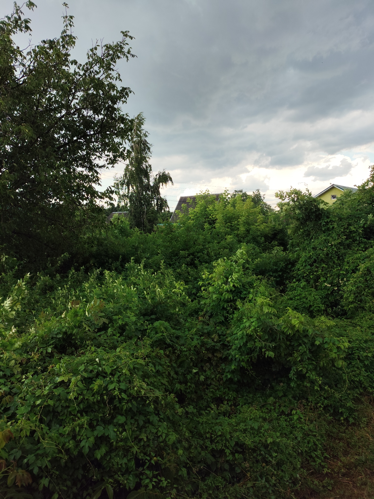 This media file depicts an outdoor scene featuring lush, dense greenery, primarily composed of trees and bushes. In the background, glimpses of houses with peaked roofs are visible, suggesting a semi-rural or suburban setting. One house has a yellow facade and a dark roof, while another appears to have a dark gray roof. A tall, slender tree with light bark stands prominently amongst the foliage. The sky is overcast with heavy, gray clouds, indicating a cloudy or potentially rainy day. The overall impression is one of abundant vegetation under a dramatic sky. The scene is likely captured during the daytime, given the natural light. There are no visible people or specific objects in the foreground. The location is identified as Znamenskiy, Russia. No text is visible in the image.