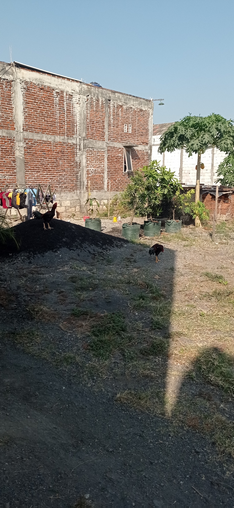 The image depicts an outdoor scene in Suruh, Indonesia, characterized by a partially constructed brick building in the background. The building features rough concrete framing and exposed red brick walls. A clothesline with several garments hangs to the left of the building. In the foreground, a pile of dark, granular material, possibly soil or gravel, is visible. Two roosters are present in the scene. One rooster stands atop the dark material, facing towards the left. The second rooster is positioned further back on the right side of the frame, walking towards the left. The ground is covered with a mixture of dirt, gravel, and sparse vegetation. Several potted plants and trees are scattered throughout the yard. The sky is clear and blue, indicating daylight. A distinct shadow, cast by an unseen object, falls across the right side of the ground.