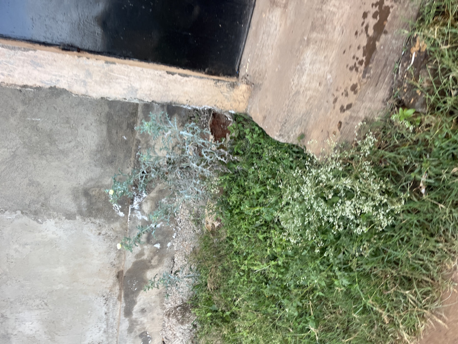 A close-up perspective shows a corner where concrete and black metal meet. Beside the structure, weeds grow densely. Some weeds are light green and delicate, others are darker and grass-like. There is an area with exposed soil. Traces of white substance are visible on the concrete and some of the weeds. The photo's angle is oblique, capturing both vertical and horizontal surfaces.
