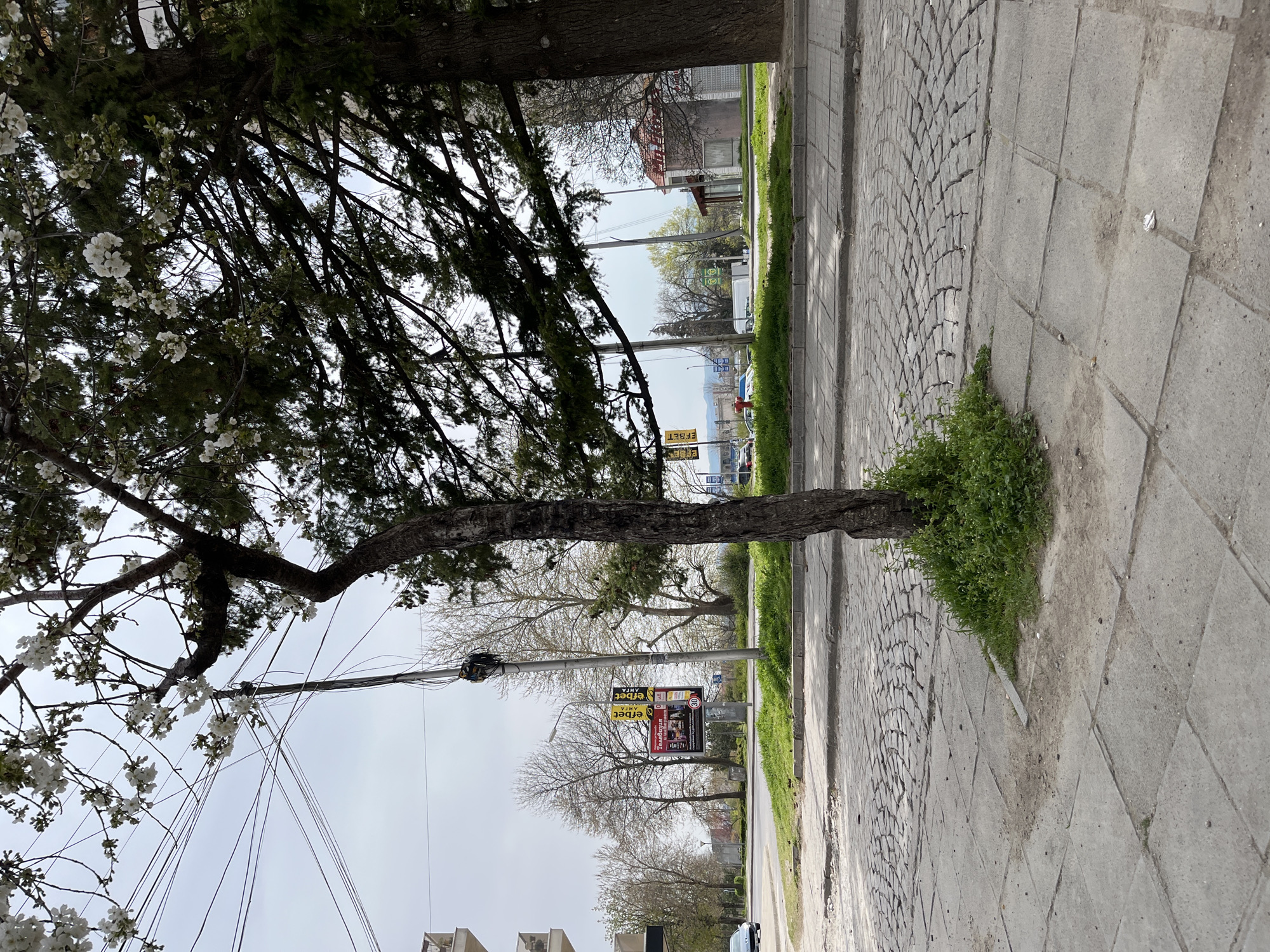 The image depicts a street scene in Karlovo, Bulgaria, characterized by a tree planted directly into the paved sidewalk, with grass growing around its base. The sidewalk is constructed of both square and herringbone-patterned paving stones. The tree's branches, some adorned with white blossoms, extend over the sidewalk and obscure the sky. Overhead power lines are visible among the branches. In the background, across a strip of grass and a road, are other trees, street signage, and some buildings. A poster featuring the word "телевизия" (television) in Bulgarian is mounted on a pole. A fire hydrant and parked vehicles are also visible further down the street.