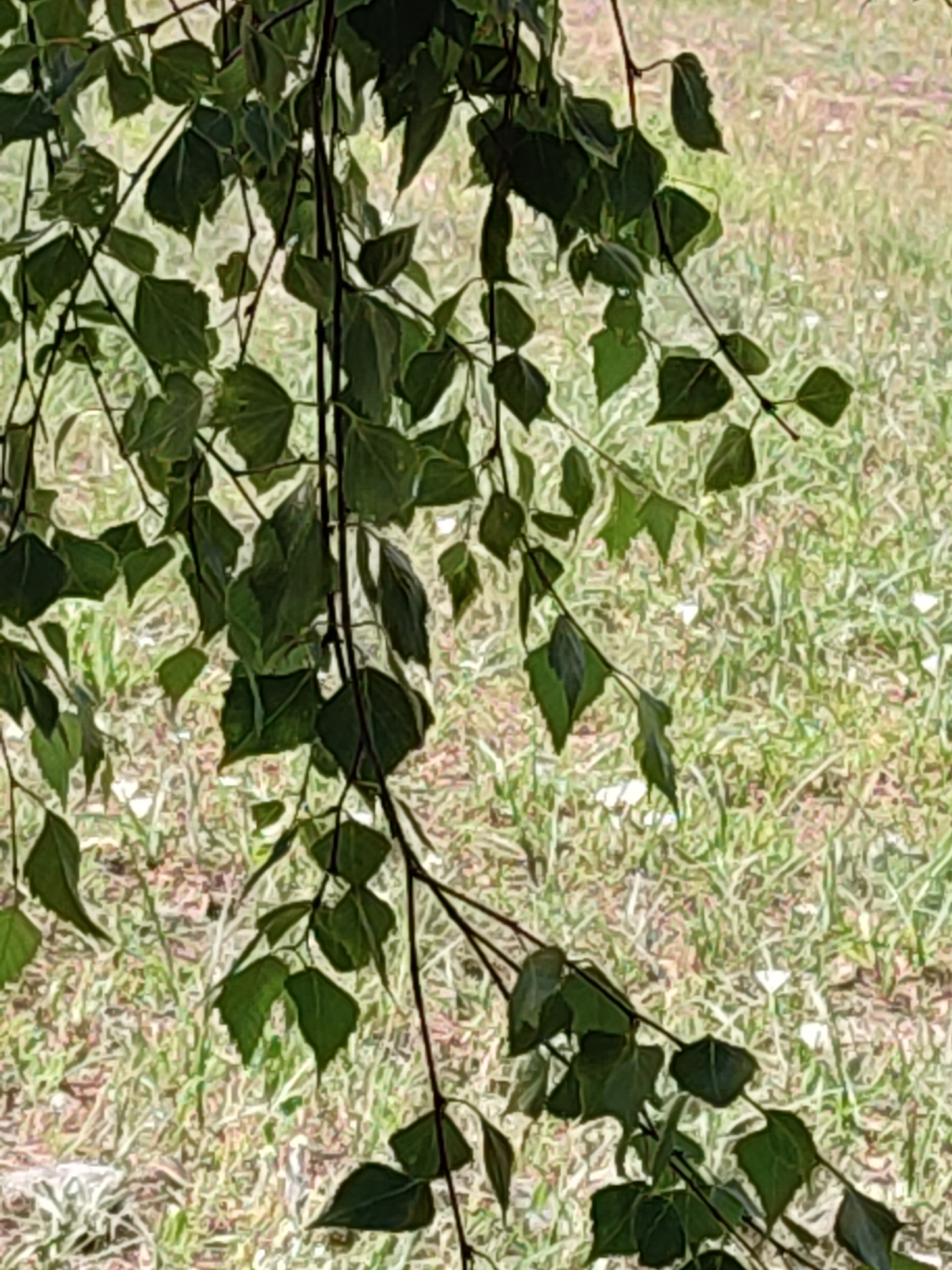 The media file features a close-up view of dark green leaves and thin branches of a tree, possibly a birch due to the slender branches. The leaves are varied in shape and size, some pointed and others more rounded, with visible veins. The branches are thin and dark, extending diagonally and vertically through the frame, with some appearing to droop.
The background is a blurred expanse of green and brown, suggesting grassy terrain. There are small white specks scattered throughout the background, which could be flowers or other light-colored elements in the grass. The overall impression of the background is that of an outdoor setting, possibly a meadow or a lawn.
The lighting suggests it is daytime, with sunlight illuminating the scene, though the focus is on the foreground foliage. The blurred background indicates a shallow depth of field, drawing attention to the detailed texture of the leaves and branches. There are no people, objects, or text visible in the media file. The scene conveys a natural, serene outdoor environment. The location context of Narowlya, Belarus, places this scene within a temperate climate, likely during warmer months when foliage is lush.