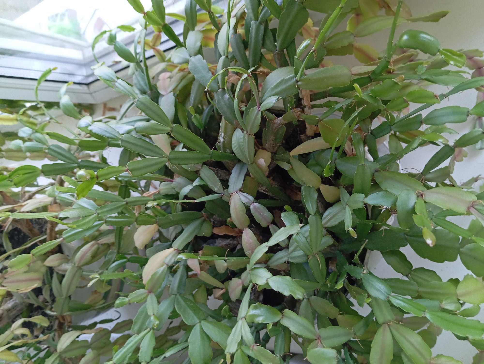 The image shows a close-up of a Christmas cactus plant with segmented, flat, green leaves. Some leaves have a pinkish hue, suggesting stress or new growth. The plant is dense and appears to be in a pot, though the pot itself is mostly obscured by the foliage. In the background, out of focus, is a window with white trim and a blurry view of greenery outside. The lighting suggests it is daytime. The scene is indoors, near a window, consistent with an urban setting. Based on the context provided about the city of Kremenchuk, Ukraine, this image likely depicts the plant on a windowsill within a residential or office building in that city. There are no people or animals visible in the image.