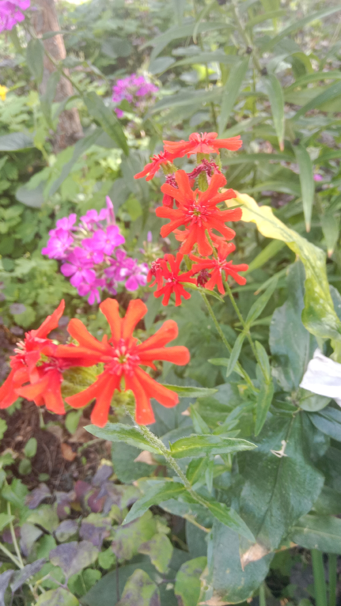 The image displays a close-up view of a garden bed with vibrant flowers. In the foreground, several bright orange-red flowers with multiple slender petals are prominently featured. These flowers appear to be in full bloom, with some clusters showing delicate stamens. Behind these, a cluster of smaller, bright pink flowers adds a contrasting splash of color. The background consists of lush green foliage, creating a soft, blurred backdrop. The ground beneath the plants is partially visible, showing a mix of soil and darker, possibly decaying leaves. The overall scene suggests a well-maintained garden during daytime. The location in Petropavl, Kazakhstan, is not discernible from the visual information in the image itself.