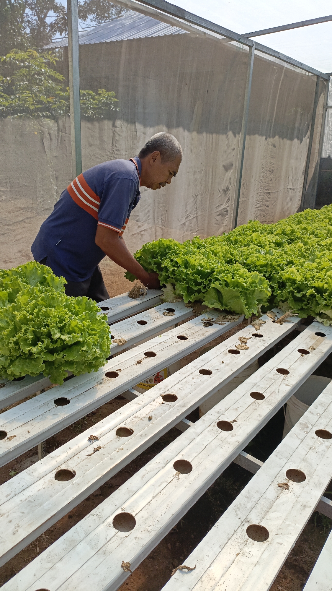 An elderly Asian man with grey hair and a mustache, wearing a blue shirt with orange and white stripes, is tending to a hydroponic farm in Srono, Indonesia. He is bent over, reaching into a row of lush green lettuce plants. The plants are growing in white PVC pipes with circular openings, arranged on metal racks. The farm appears to be enclosed by a mesh fabric and a clear plastic roof, suggesting it is a greenhouse. The ground beneath the racks is dirt. The lighting indicates it is daytime, possibly late afternoon given the long shadows.