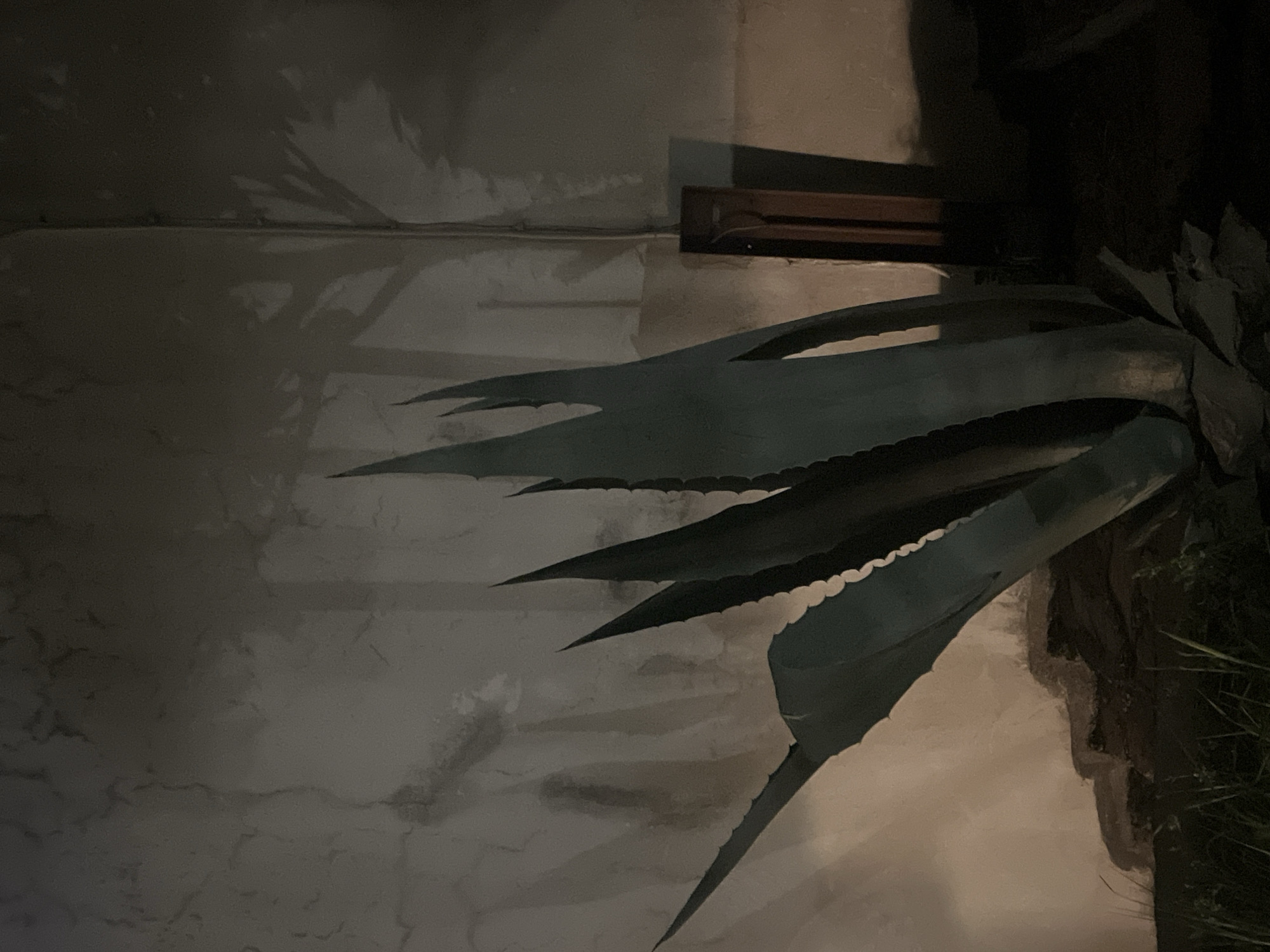The image depicts an agave plant at night, situated near a wall in what appears to be an outdoor setting. The leaves of the agave are long and pointed, with a serrated edge. The wall is textured, possibly stucco, and appears to be weathered. There is a dark opening or alcove in the wall to the right of the plant. The city of Budva, Montenegro is not apparent in the image; the setting could be any location with similar flora and architecture.