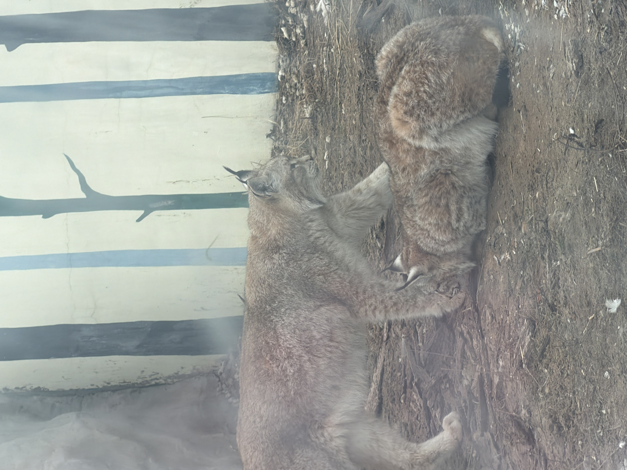 Two lynx are in an enclosure at the Perm Zoo in Perm, Russia. One lynx is standing on the ground, resting its paws on a dirt wall. The second lynx is above the first lynx, partially in a hole in the dirt wall. The enclosure wall is visible in the background. It has painted stripes and a bare tree branch.