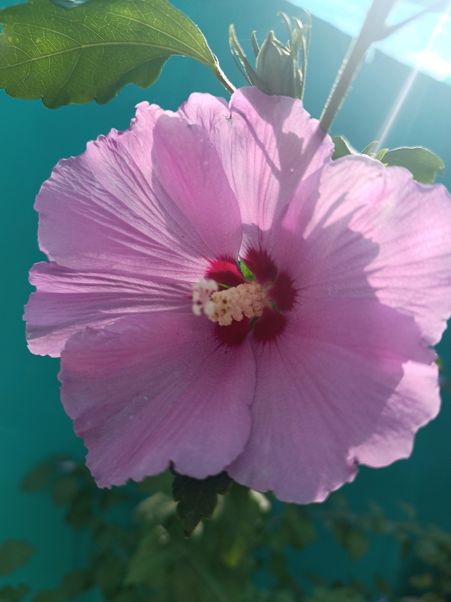 A close-up, low-angle shot captures a vibrant pink hibiscus flower in Vypasne, Ukraine. The flower's delicate petals, tinged with purple and radiating outward, are sharply in focus, showcasing intricate veining and ruffled edges. At the center of the bloom, a deep red throat gives way to a cluster of pale yellow stamens dusted with pollen. Sunlight streams in from the upper right, creating a lens flare and casting subtle shadows across the petals. A textured green leaf, veined and broad, extends from the upper left of the frame, partially obscuring a developing bud and a slender stem. In the background, a smooth, teal-colored surface, possibly a wall or structure, is visible, with hints of green foliage blurred out at the bottom of the image. The scene is serene and natural, highlighting the beauty of the flower against the contrasting backdrop.