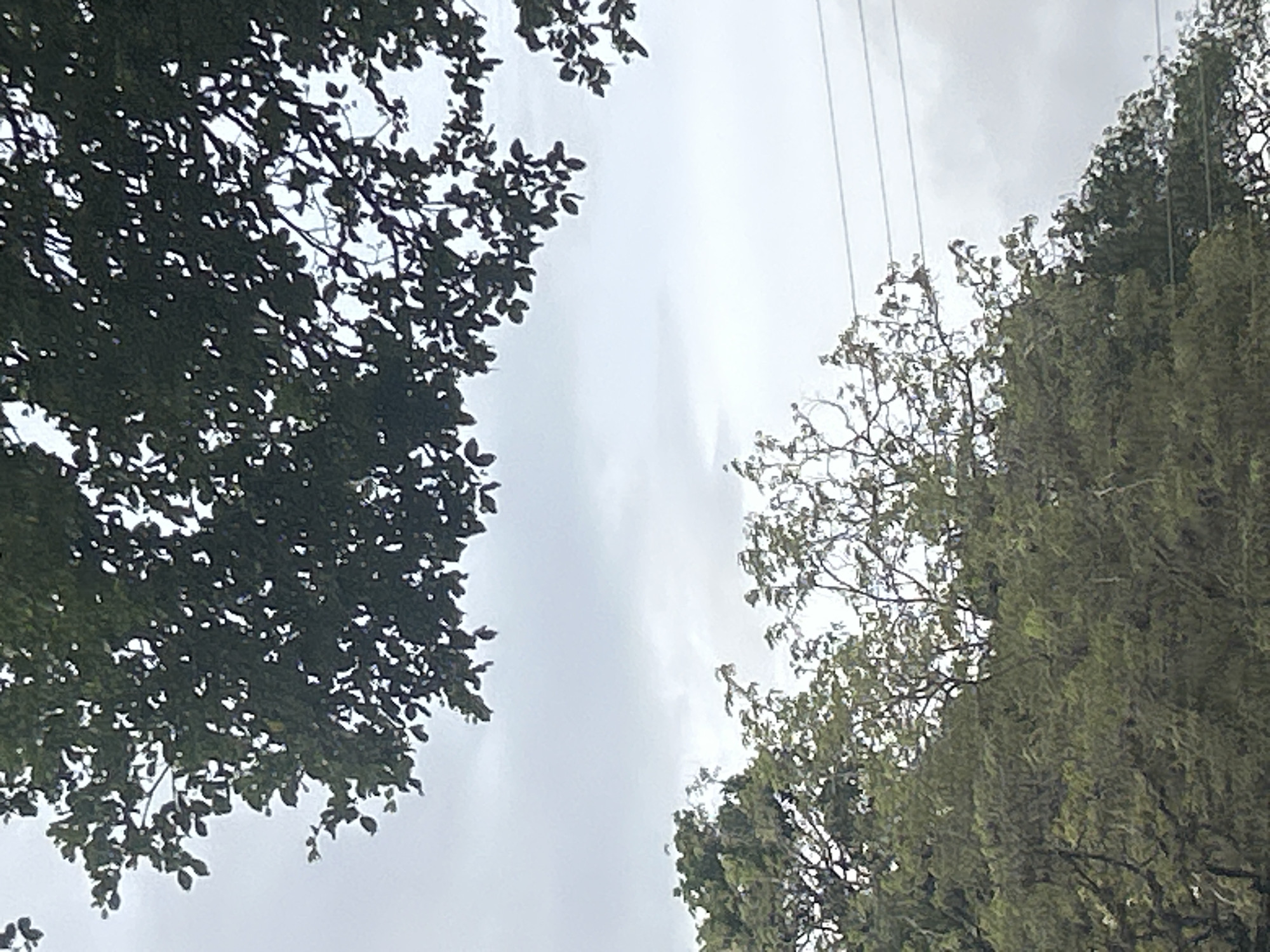 The image shows a view of trees against a cloudy sky, with power lines visible in the background. The foliage of the trees is dense and green. The scene is likely an outdoor location, possibly in Santa Ana, Venezuela, based on the provided context. There are no people or any discernible actions or interactions captured in the image. The overall impression is of a natural environment under an overcast sky.
