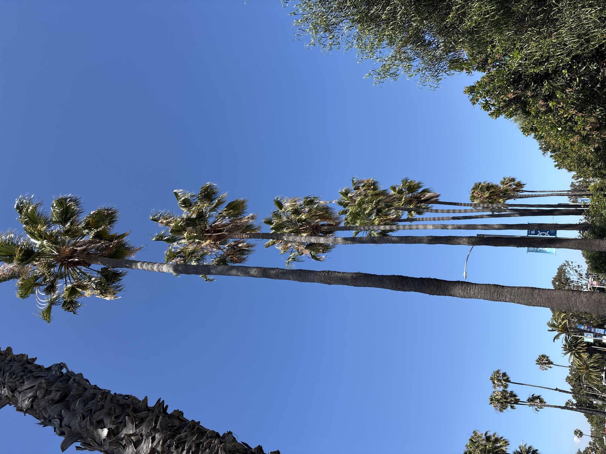 This media file captures a vibrant outdoor scene in Long Beach, United States of America, primarily featuring numerous palm trees against a clear blue sky.
The image is taken from a low angle, looking upwards. On the far left, a large palm tree trunk with a rugged, textured bark rises from the bottom of the frame, curving slightly towards the center. Its green fronds are visible at the top-left, some appearing wind-blown.
Extending diagonally from the lower-left to the upper-right across the mid-ground is a prominent row of tall, slender palm trees. Their trunks are uniform in texture, and their green fronds are ruffled by what appears to be a gentle breeze. A street light is visible, attached to one of these palm trunks. Further along this row, small banners or signs with faint blue and white designs and text, possibly including a stylized "B" or other logo, are affixed to the trunks.
In the upper-right portion of the image, dense green foliage from another type of tree forms a natural border against the sky. In the distant background, towards the right, several smaller palm trees of varying heights are visible, suggesting a continuation of the planted area, possibly a boulevard or park.
The activity depicted is minimal, focusing on the static natural environment. The notable details include the bright, cloudless blue sky, indicating a clear, sunny day with pleasant weather. The overall setting is characteristic of a warm, urban or coastal Californian environment. No people are visible.