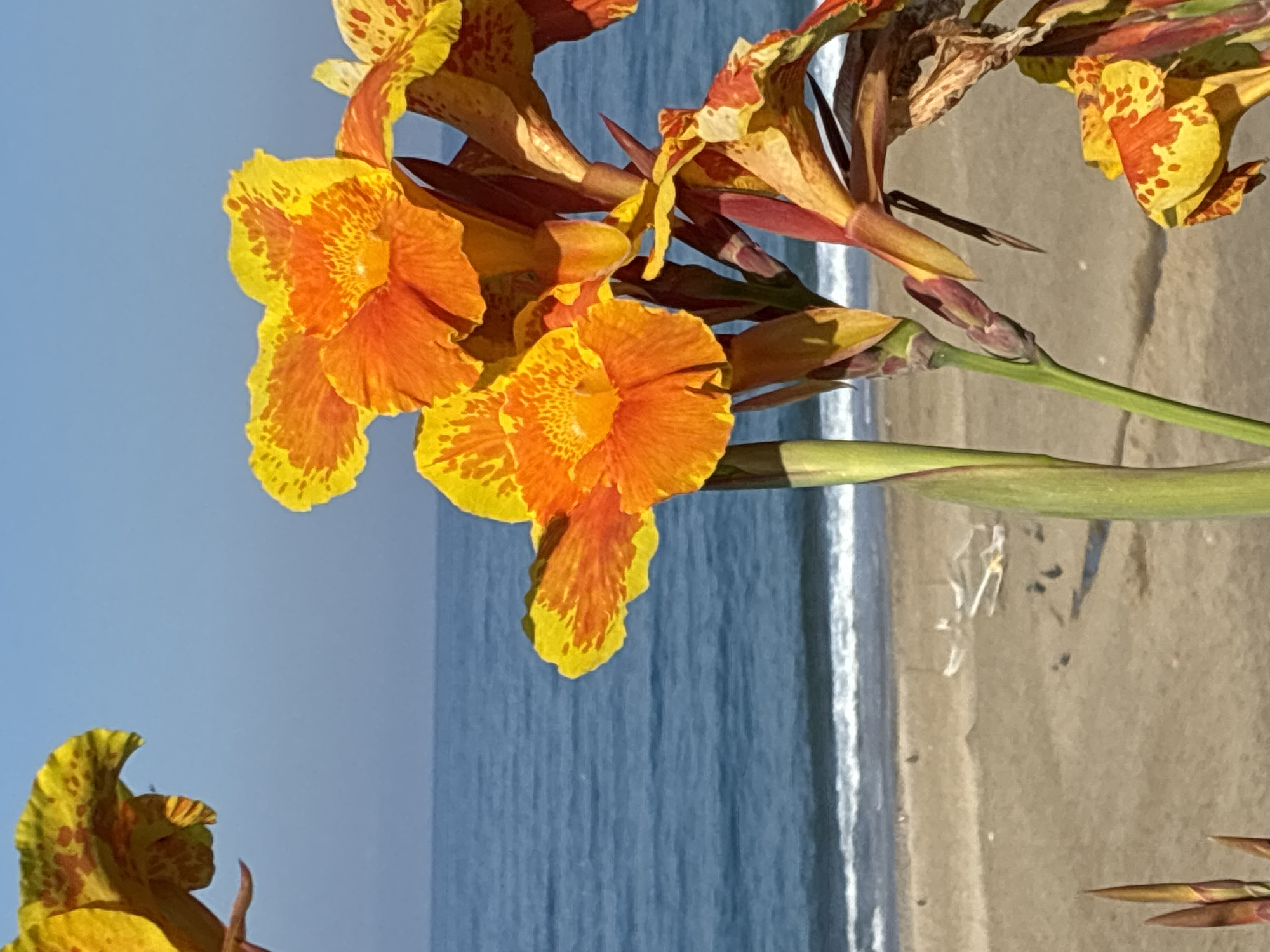 A close-up photograph features vibrant orange and yellow Canna lilies in the foreground, their petals speckled with reddish-brown markings. The flowers are densely clustered, with some in full bloom and others in bud. Behind the flowers, a calm, blue ocean stretches towards the horizon under a clear, bright sky. The gentle surf breaks on a sandy beach, where a few scattered white objects, possibly debris or beach furniture, and several dark specks, likely birds or small objects, are visible. The scene appears tranquil and evokes a sense of natural beauty. The location is likely Alanya, Turkey, given the characteristic blue waters and sandy beaches.