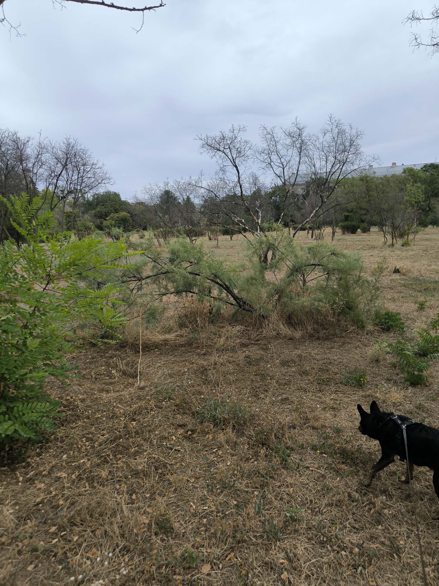 An overcast sky looms over a dry, grassy park in Mykolaiv, Ukraine. In the foreground, a black dog wearing a harness walks across the parched ground, its body angled away from the viewer. To the left, a vibrant green shrub stands out against the muted tones of the dry grass and scattered leaves. Behind it, a sprawling, bushy tree with thin, green foliage lies on its side, its branches reaching out. Further into the park, more trees, some bare and skeletal, dot the landscape. In the background, a large, light-colored building with a distinct roofline is visible above a line of green trees. The overall impression is one of a dry, possibly late summer or early autumn scene in a park setting.