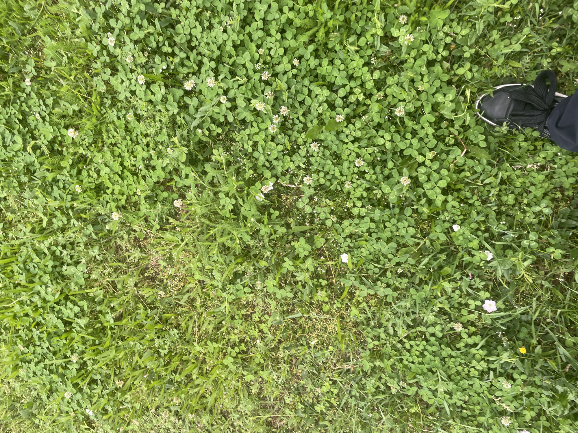 An overhead shot of a grassy area featuring a dense covering of clover and grass, dotted with small white flowers. In the bottom right corner, a person's black shoe with white laces is visible, suggesting a ground-level perspective. The scene appears to be outdoors, possibly a park or yard, given the natural vegetation. The lighting suggests it is daytime. The specific location within the city of Unknown, Unknown cannot be determined from the image.