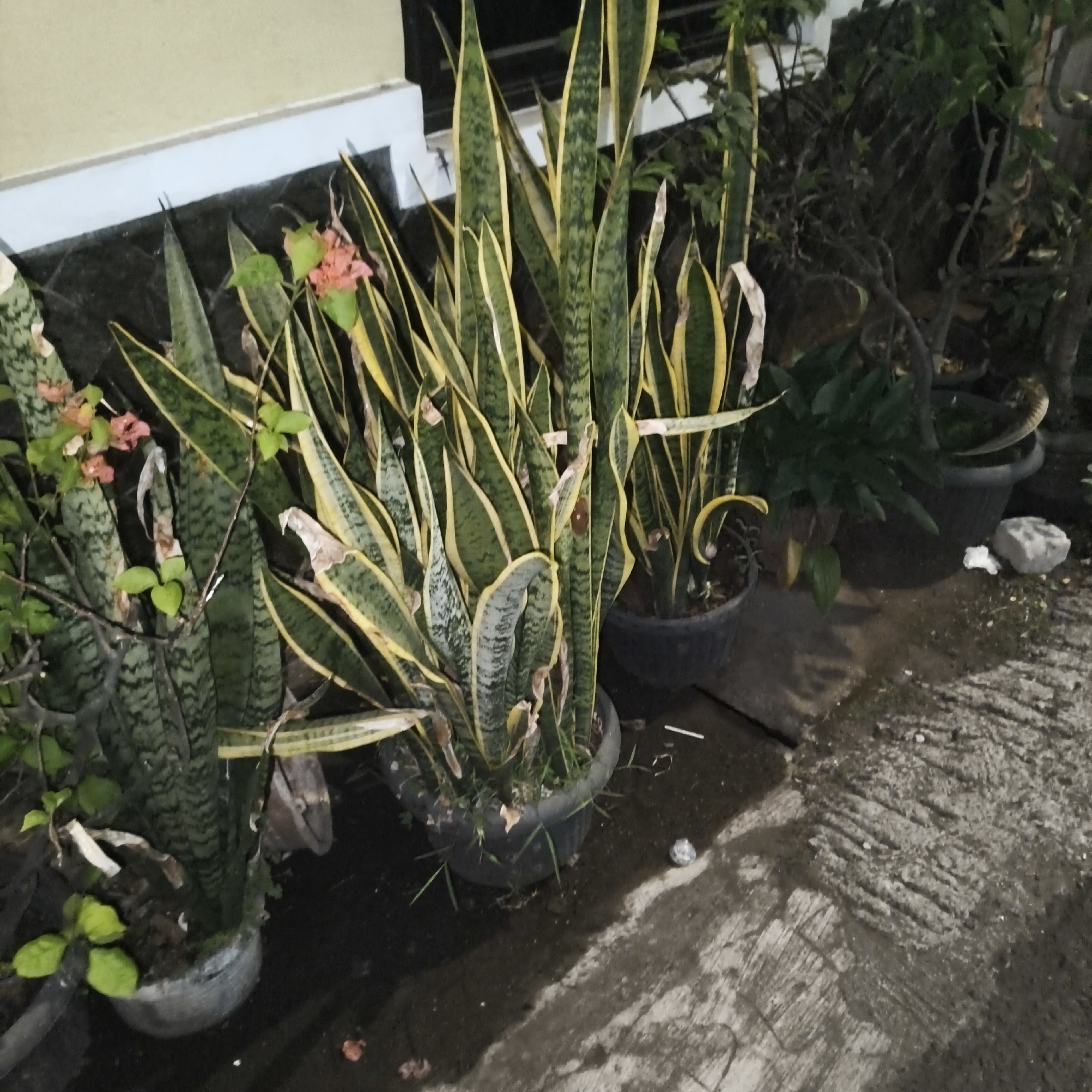 In a residential area of South Jakarta, Indonesia, several potted snake plants with variegated green and yellow leaves are displayed on a wet, concrete surface. The plants are arranged in various dark-colored pots, some of which appear to be old or weathered. The scene suggests an outdoor setting, possibly a patio or walkway, with a building wall in the background. Some smaller, lighter-colored flowers are also visible, interspersed with the snake plants. The overall impression is one of a well-maintained garden area, albeit slightly damp.