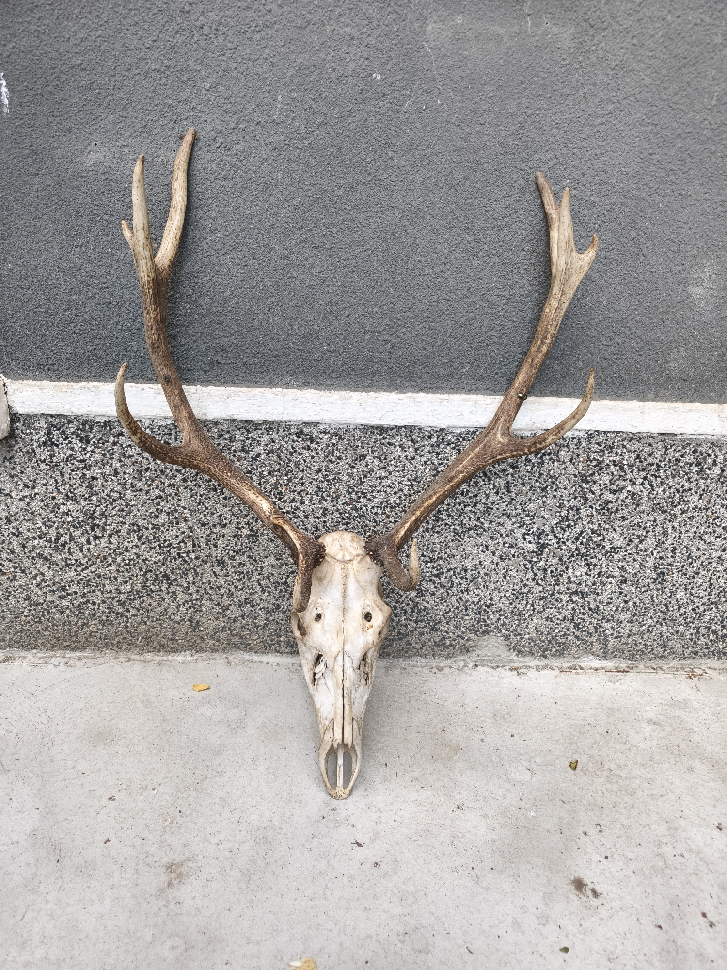 The image shows a deer skull with antlers resting on a concrete surface against a textured wall. The skull is facing downwards. The antlers extend upwards and outwards. A small yellow leaf is on the concrete near the skull. The location is Unknown, Unknown.