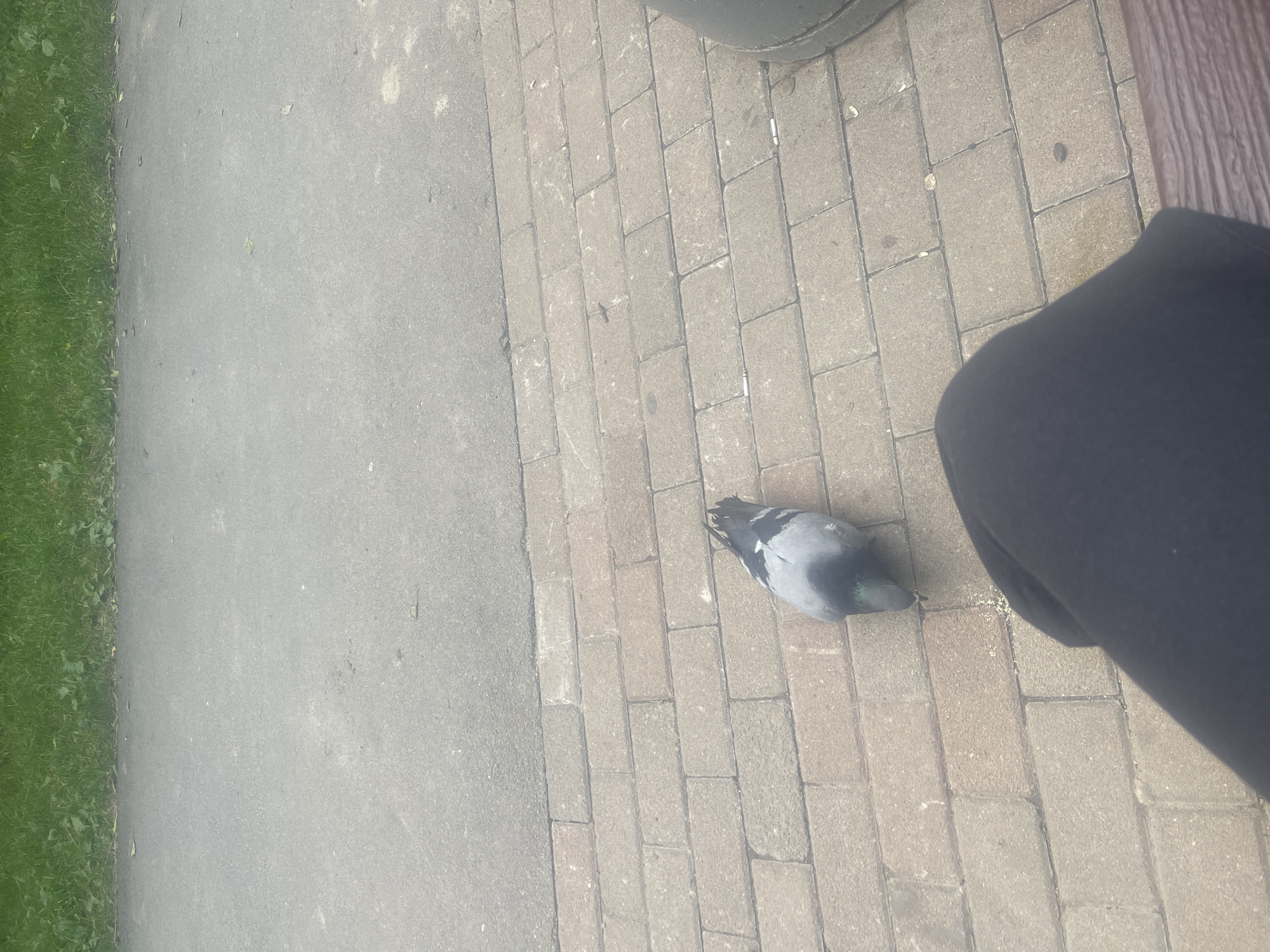 A pigeon stands on a brick walkway in front of a person's dark clothing. The pigeon is facing left and pecking at scattered seeds. Behind the brick walkway is a paved asphalt path, and beyond that, a strip of green grass. The scene appears to be outdoors, possibly in a park or public space, given the presence of the walkway, path, and grass.