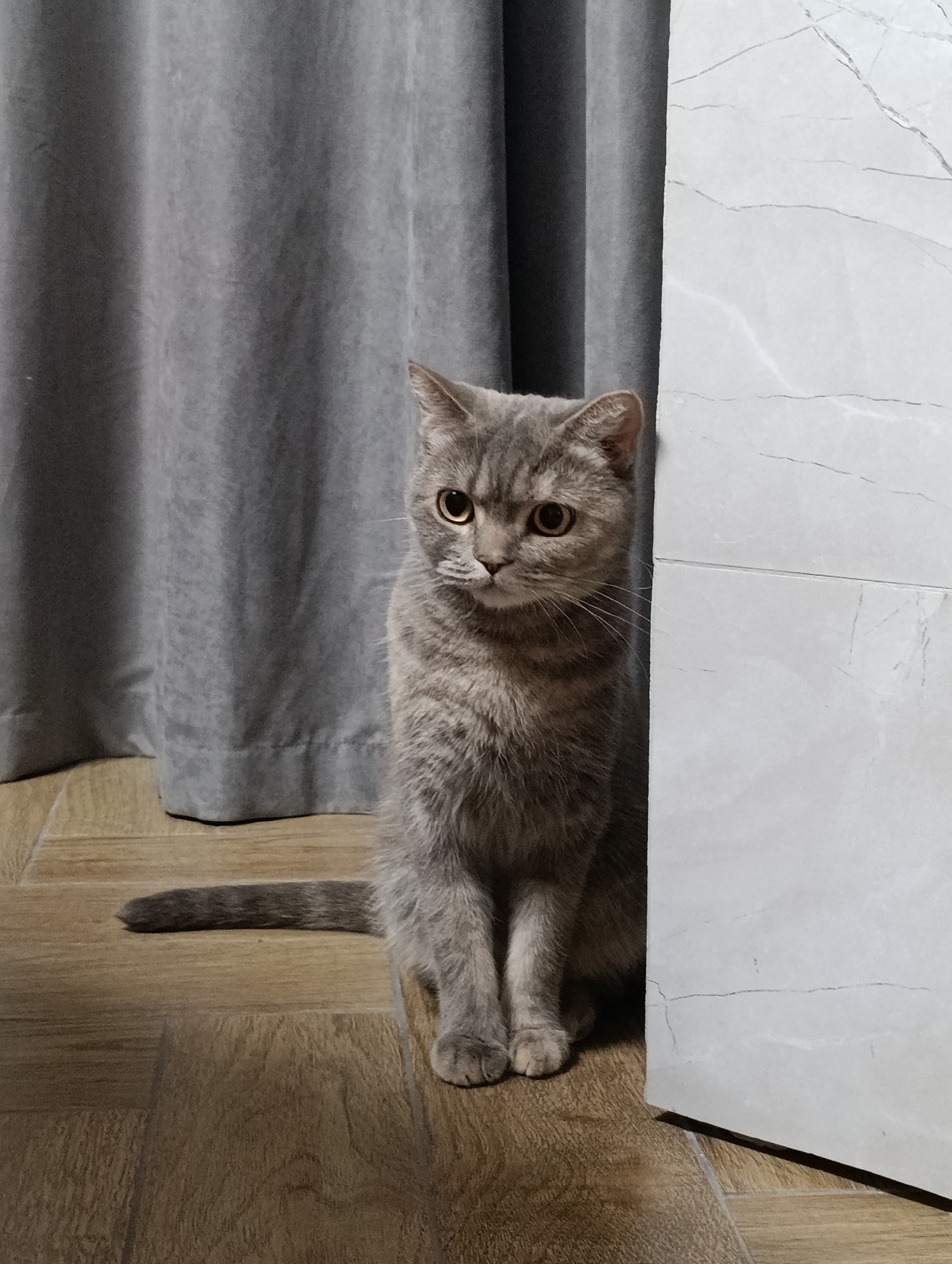 A grey tabby cat with bright amber eyes sits on a wooden floor, partially hidden behind a white marble column. A grey curtain drapes in the background, and the cat's tail extends to the left. The scene appears to be indoors, possibly in a home, with no discernible elements suggesting a specific location in Chaikovsky, Russia.