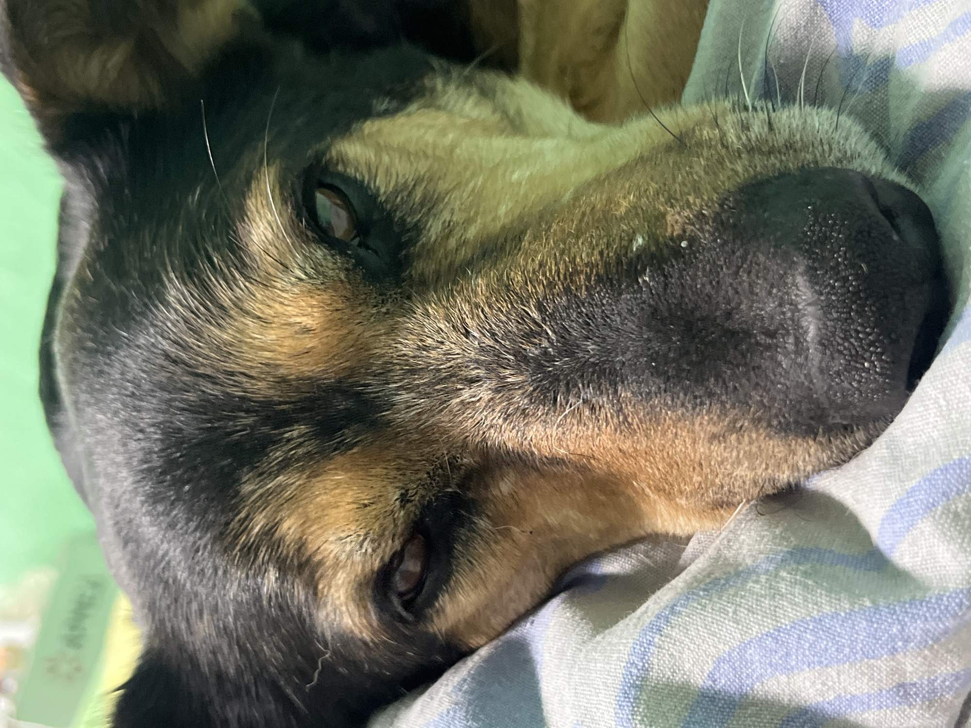 A close-up, eye-level shot focuses on the face of a dog lying down. The dog's fur is a mix of black and tan, with dark brown eyes and a black nose. The dog is resting on a blue and white striped blanket, and the background is a blurred green surface. The image is a static, indoor shot, with no discernible location in Nizhny Tagil, Russia.