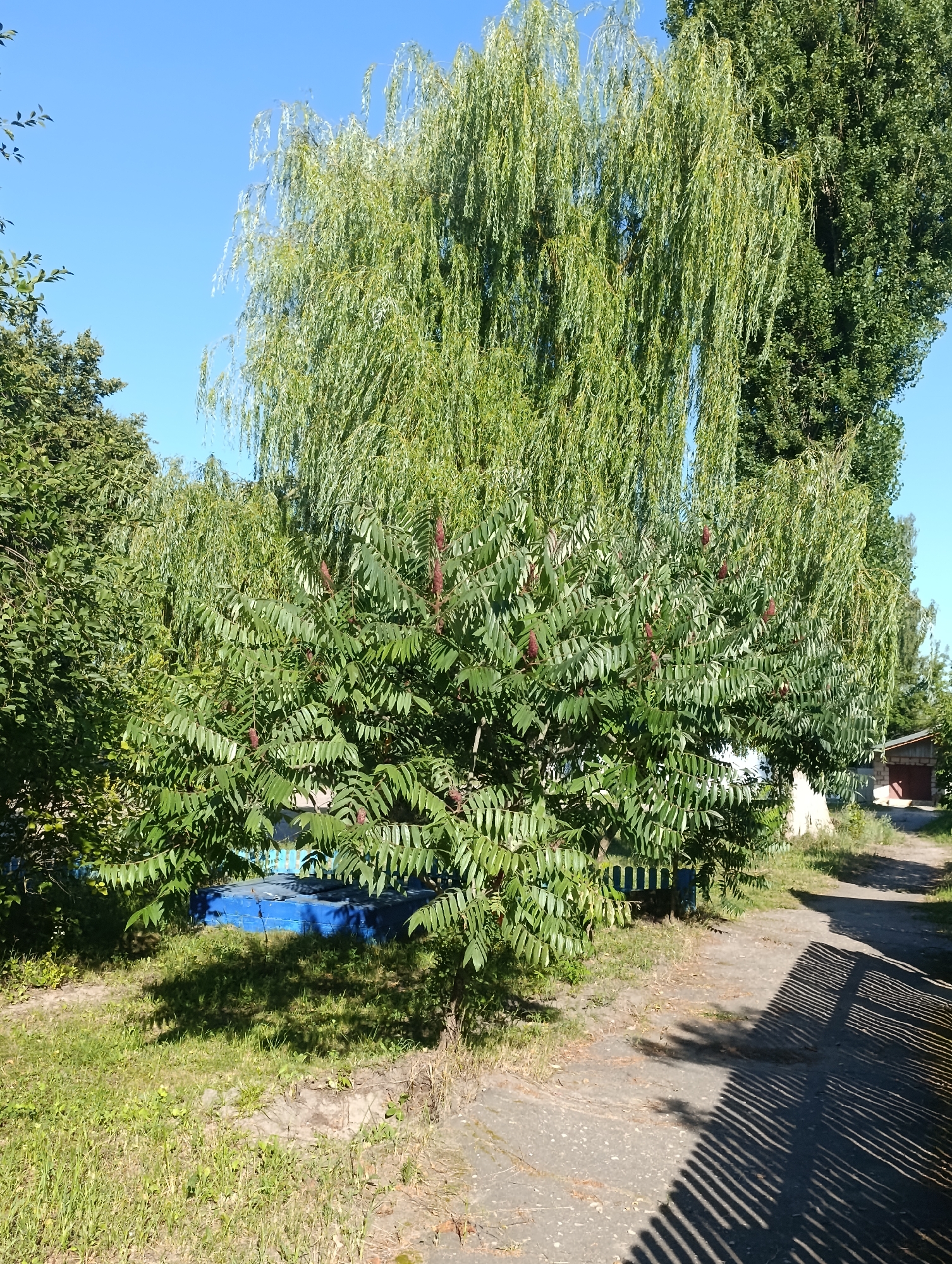 The image shows a bright, sunny day in a rural or suburban area. In the foreground, a path made of asphalt and gravel leads towards the right side of the frame, casting a striped shadow from a fence onto its surface. To the left of the path is a patch of grass with some weeds. A large sumac tree with distinctive red, fuzzy seed clusters dominates the central part of the image. Behind the sumac, a weeping willow tree with long, drooping branches stands tall. In the background, there is a small, light-colored building with a dark roof and a red door. A blue structure, possibly a bench or a container, is visible behind the sumac tree. The sky is clear and blue. The overall impression is of a natural setting with some man-made structures. This image was captured in the city of Dyatkovo, Russia.
